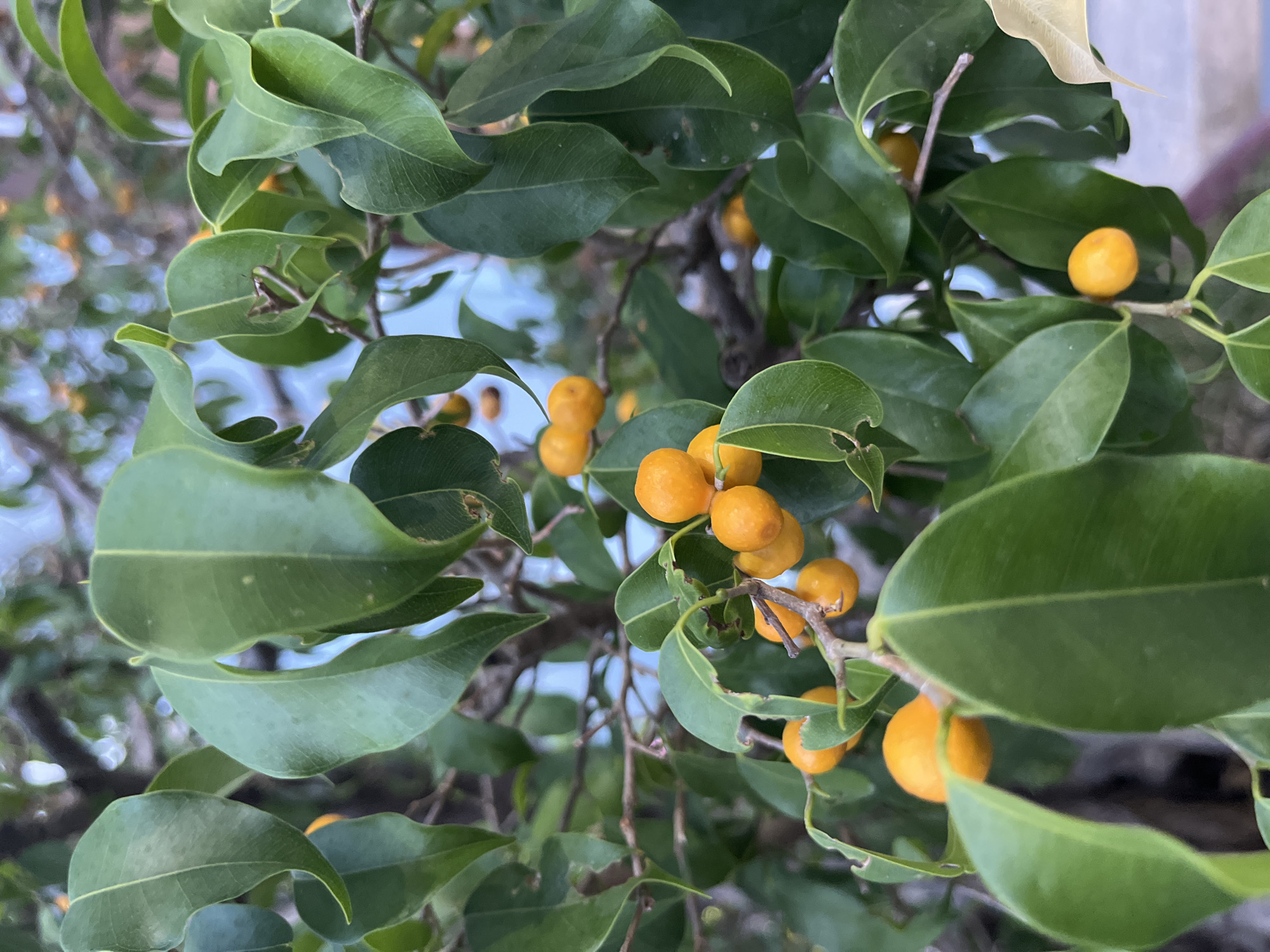 The image depicts a close-up of a tree with green leaves and small, orange fruits. The leaves are smooth and oval-shaped. The fruits are round and clustered together on the branches. The background is blurred and shows hints of a light blue sky. The location is Bac Nha Trang Ward, Vietnam.