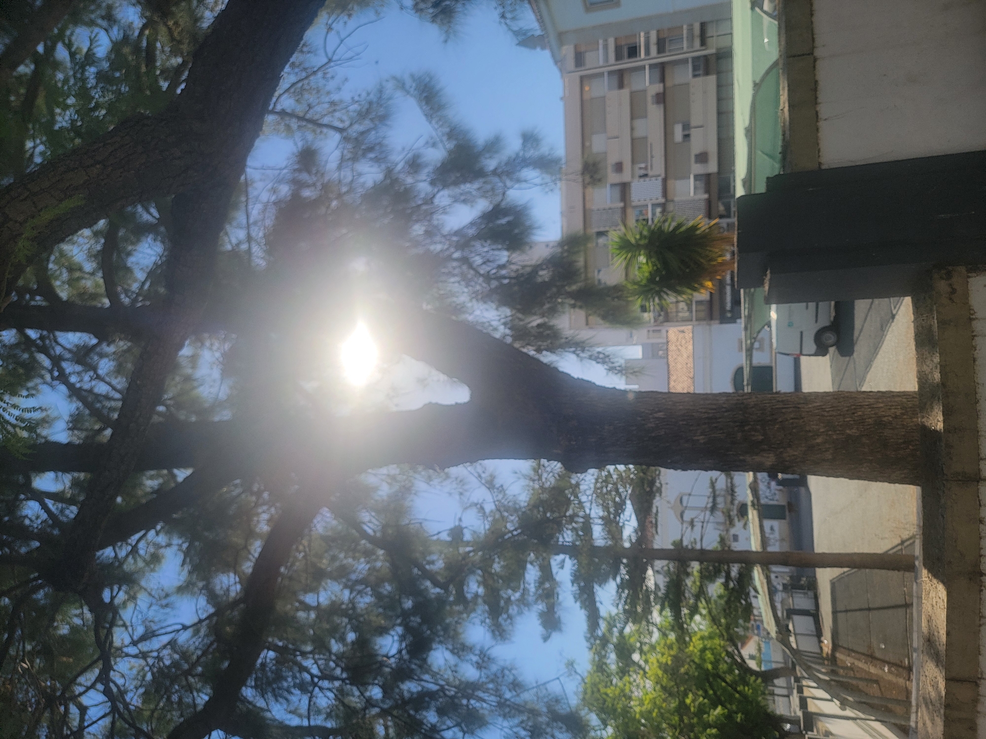 The image shows a sun-drenched street scene in Faro, Portugal, viewed through the branches of a large tree. The sun is prominently visible, creating lens flare and partially obscuring the background. In the distance, apartment buildings are visible, with a light-colored facade and numerous windows. Below the buildings, a row of buildings with a light-colored roof structure runs along the street. A white van is parked on the street, and a small palm tree stands in front of a dark, rectangular pillar. The foreground features a stone wall. The sky is a clear blue.
