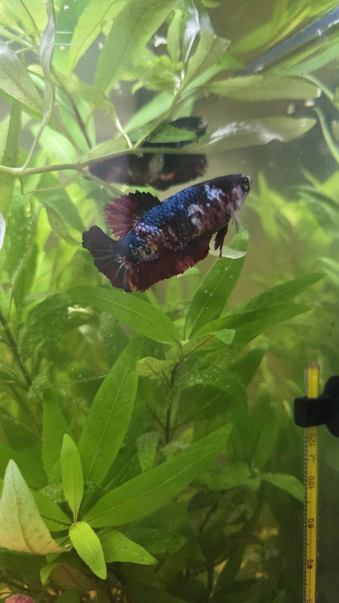 A Betta fish is swimming in a tank filled with green aquatic plants. The fish has a dark blue body with red and white speckles and red fins. The tank appears to be a home aquarium, and a thermometer is visible on the right side, showing a temperature around 78 degrees Fahrenheit. The image does not provide any information about the location in Oak Lawn, United States of America.