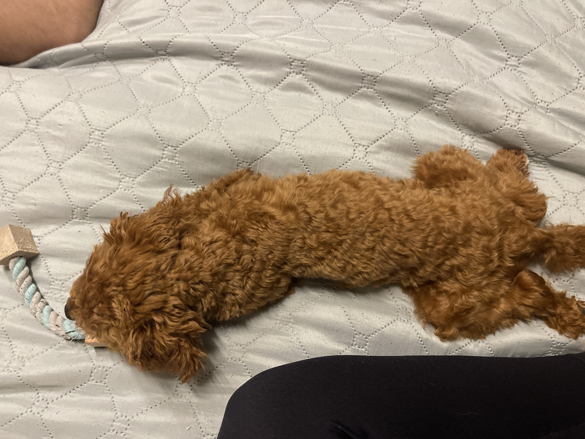 A brown, curly-haired dog is lying on a light gray, quilted bedspread. The dog has a rope toy with a wooden block attached to it, lying next to its head. Part of a person's bare arm is visible in the upper left of the image, and part of another person wearing black leggings or pants is visible in the bottom of the image. The location of the image is unknown, so the city of Sofia, Bulgaria cannot be confirmed.