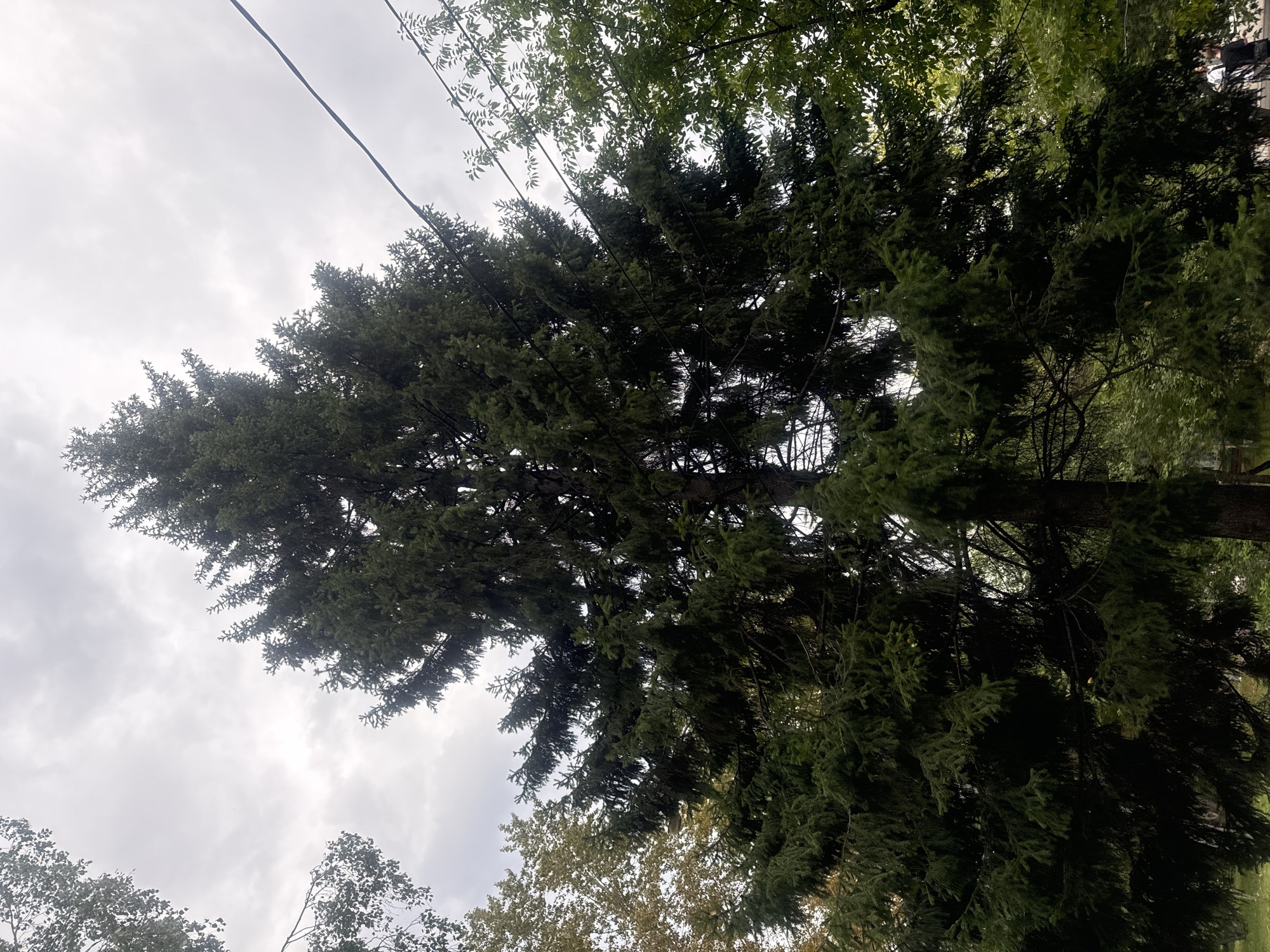 The image shows a large evergreen tree in an outdoor setting. The tree is dark green and appears to be in a park or forested area, with other trees and foliage visible in the background. The sky is overcast with gray clouds. There are power lines running across the top right portion of the image. In the lower right corner, two individuals are partially visible, one wearing a black shirt and the other wearing a white shirt. The location is identified as Irkutsk, Russia.