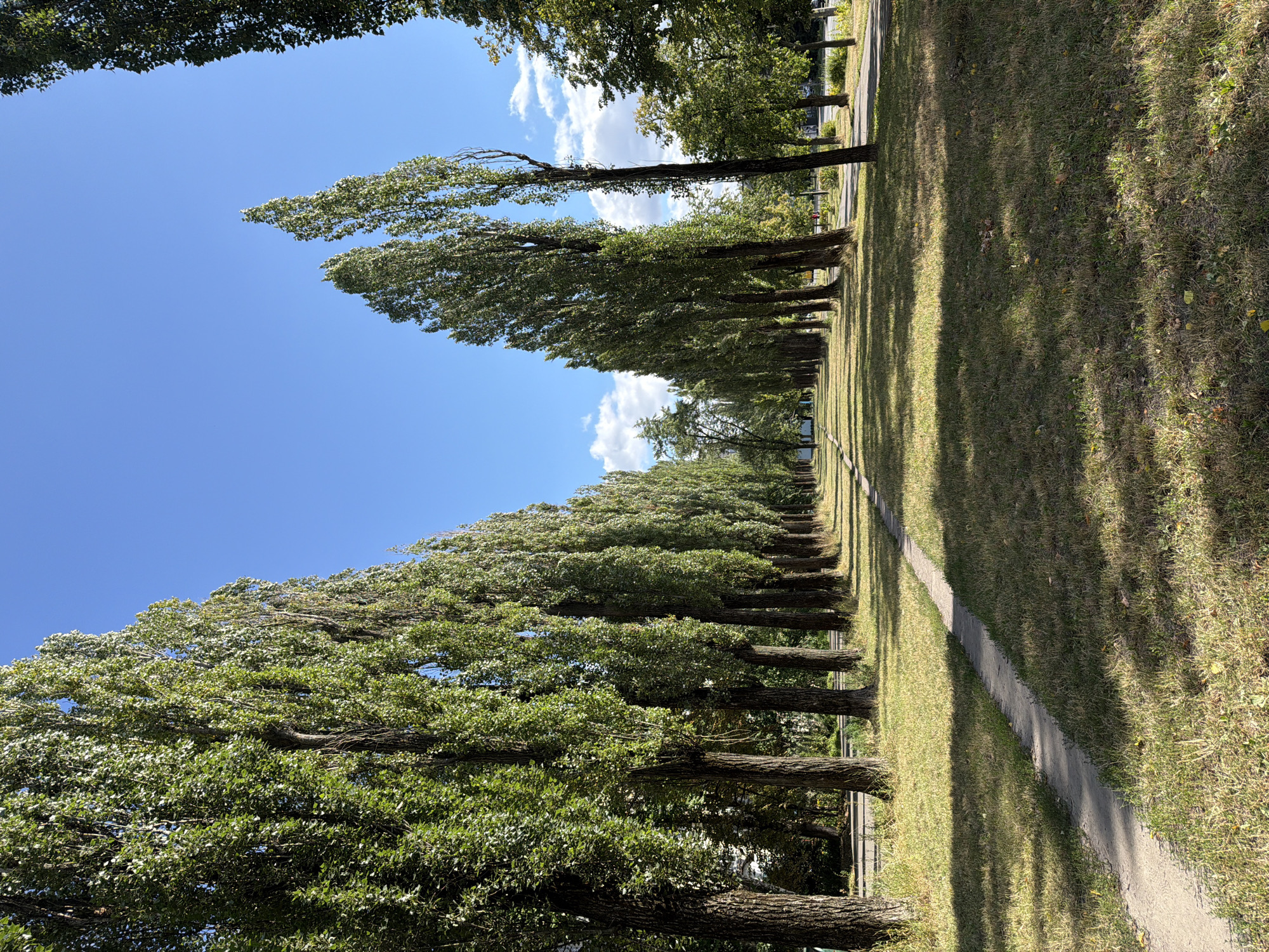 A paved pathway winds through a grassy park lined with tall, slender trees. The trees, predominantly poplars, form a symmetrical avenue stretching into the distance under a clear blue sky dotted with a few white clouds. The sun casts dappled shadows across the lawn. In the background, a street is visible with some buildings and more trees. The scene appears to be a park or boulevard, likely in an urban setting. This photo was taken in Kyiv, Ukraine.