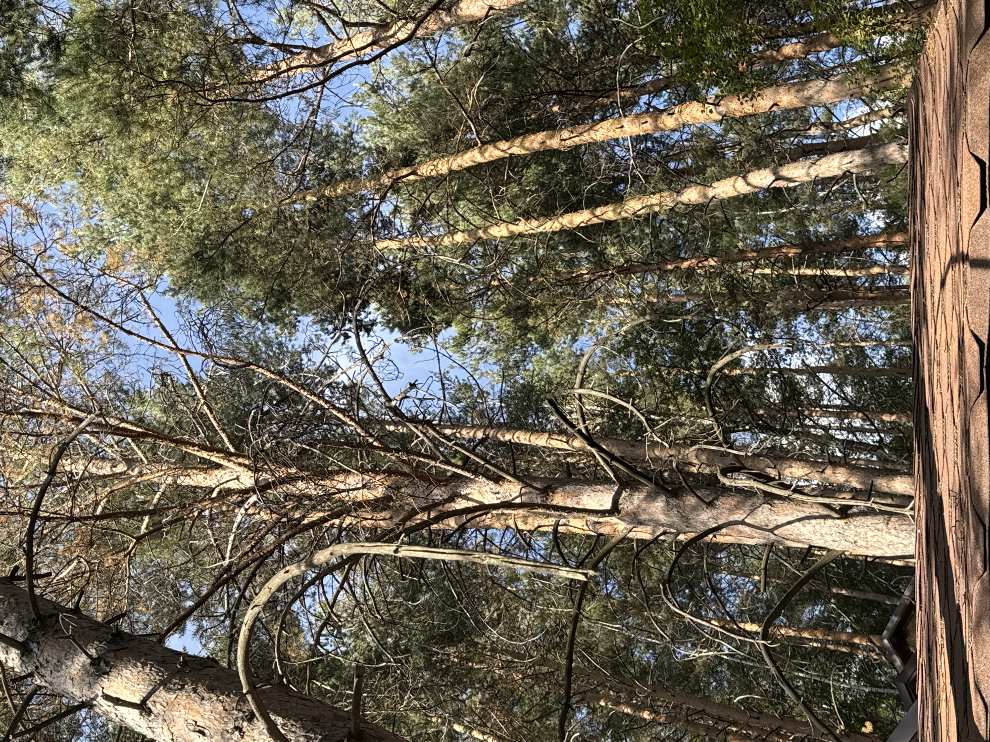 The image shows a view from a brown, shingled roof upwards into a forest of tall pine trees. The trees are densely packed, with thin trunks and branches reaching towards a clear blue sky. Some of the trees appear to be dead or have dead branches, while others are covered in green needles. The lighting suggests it is daytime, with sunlight filtering through the canopy. The perspective is from below, looking up at the trees and sky. The location in Almaty, Kazakhstan is not evident from the visual information presented.