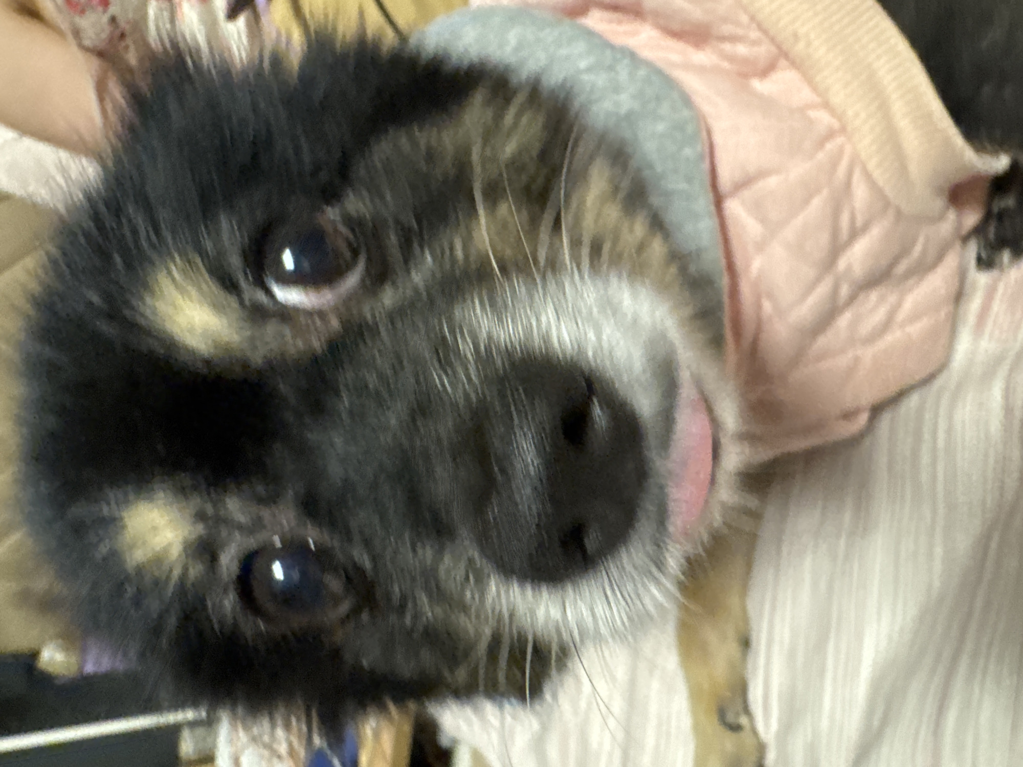 A close-up, head-on, eye-level shot captures a small, fluffy dog with black and tan fur. The dog is wearing a pink quilted vest with a grey collar. Its mouth is slightly open, with its pink tongue peeking out. The background is blurred, with hints of a light-colored blanket and possibly other furniture or objects. The image was taken in the city of Gölbaşı, Turkey.
