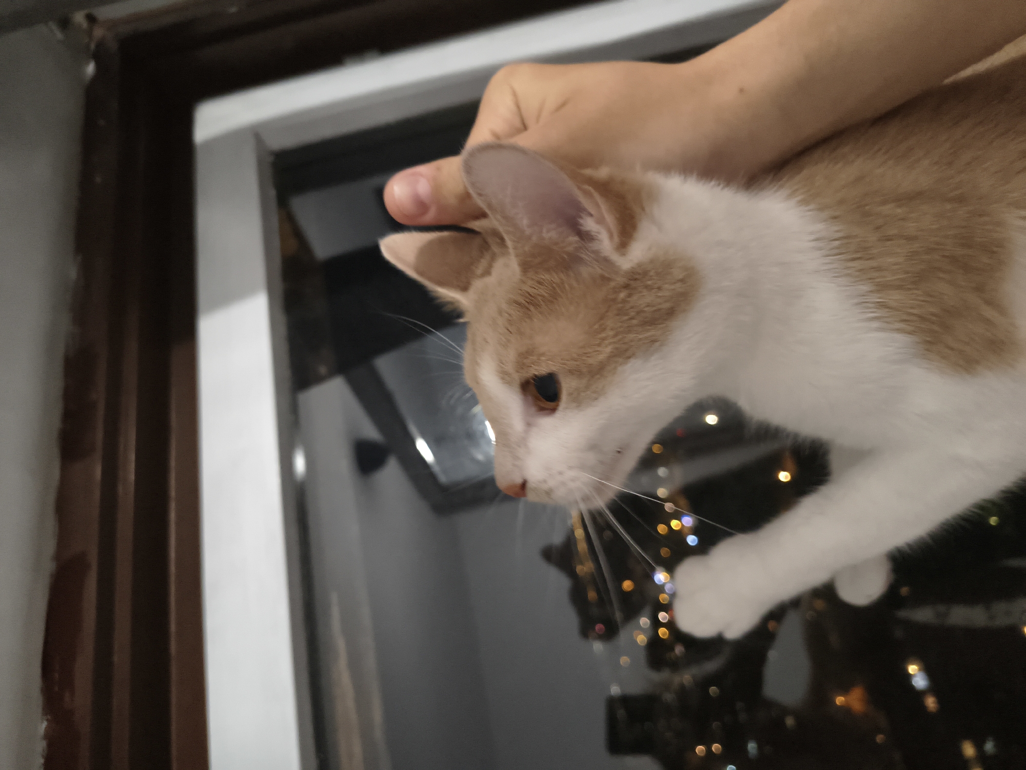 A person's hand rests on the head of a ginger and white cat in front of a window in Zemun Urban Municipality, Serbia. The cat is looking down. Outside the window, out-of-focus lights are visible. The window frame is visible to the left of the frame.