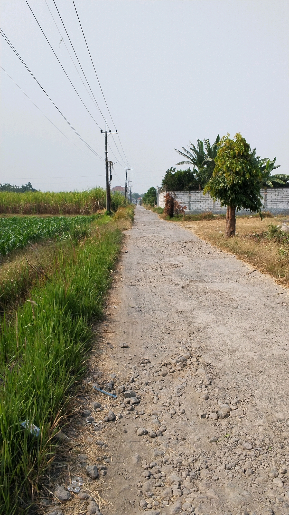 The image depicts a rural road in Mlirip, Indonesia, with fields on either side. The road is unpaved and rough, with visible stones and debris scattered across its surface. Tall green grass lines the left side of the road, contrasting with drier, yellowish grass further back. Beyond the grass on the left are rows of green crops, likely corn or a similar plant, and behind that, taller, golden-hued crops, possibly sugarcane.
On the right side of the road, there is a low, white brick wall. In front of the wall, dry, tan-colored grass covers the ground. A single, medium-sized tree with green foliage stands in front of the wall. Behind the wall, the tops of banana trees are visible, suggesting a tropical environment.
Utility poles with multiple wires stretch across the sky, indicating the presence of electricity or telecommunication lines. The sky is a pale, overcast gray, suggesting a hazy or cloudy day. The overall scene is one of agricultural land and a sparsely populated rural area. No people or animals are visible in the image. The road appears to be a connector between agricultural plots and potentially a residential area, given the presence of the wall and structures implied by the utility lines. The condition of the road suggests it is not a major thoroughfare but rather a local access route.