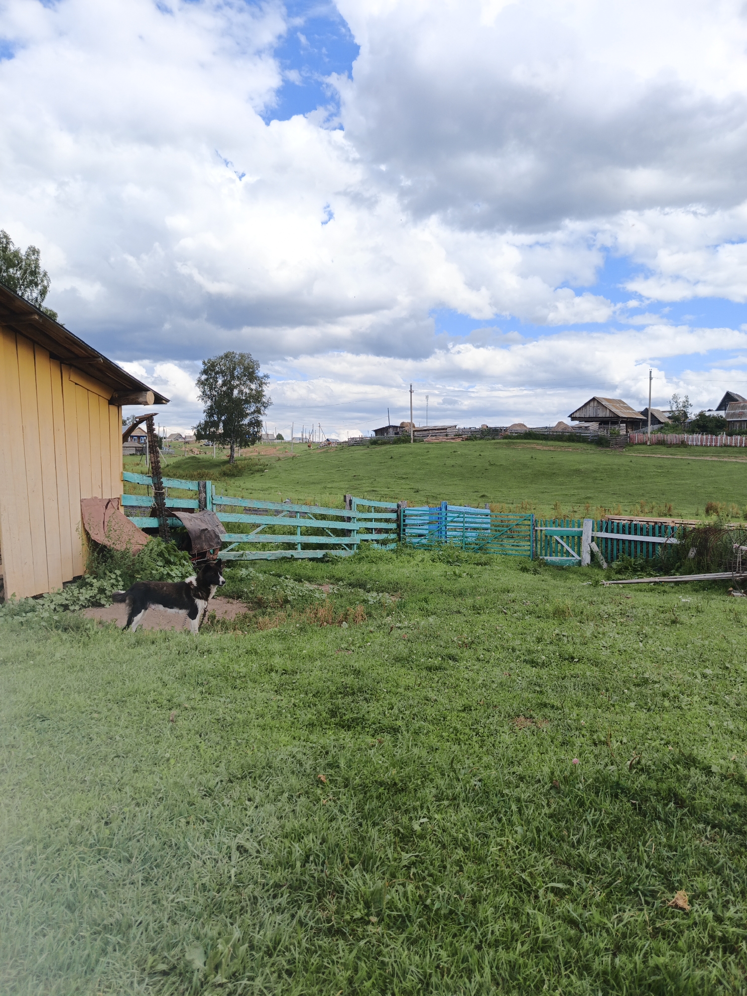 This is a full-shot, eye-level, outdoor photograph of a rural scene in Islambaevo, Russia. The foreground is dominated by a lush green lawn. To the left, a yellow wooden building with a slanted roof is partially visible, with some debris leaning against it. In front of the building and slightly to the right, a black and white dog stands on a patch of dirt. Beyond the dog, a vibrant blue and green wooden fence encloses a grassy area that extends into the middle ground. Further into the middle ground, a single deciduous tree stands tall, with a few more trees and scattered houses in the background. The landscape beyond is characterized by rolling green hills under a cloudy sky. The sky itself is a mix of blue patches and large, white, and gray cumulus clouds. Several wooden utility poles are visible in the distance, along with more houses and fences. The overall impression is one of a peaceful, rural village.