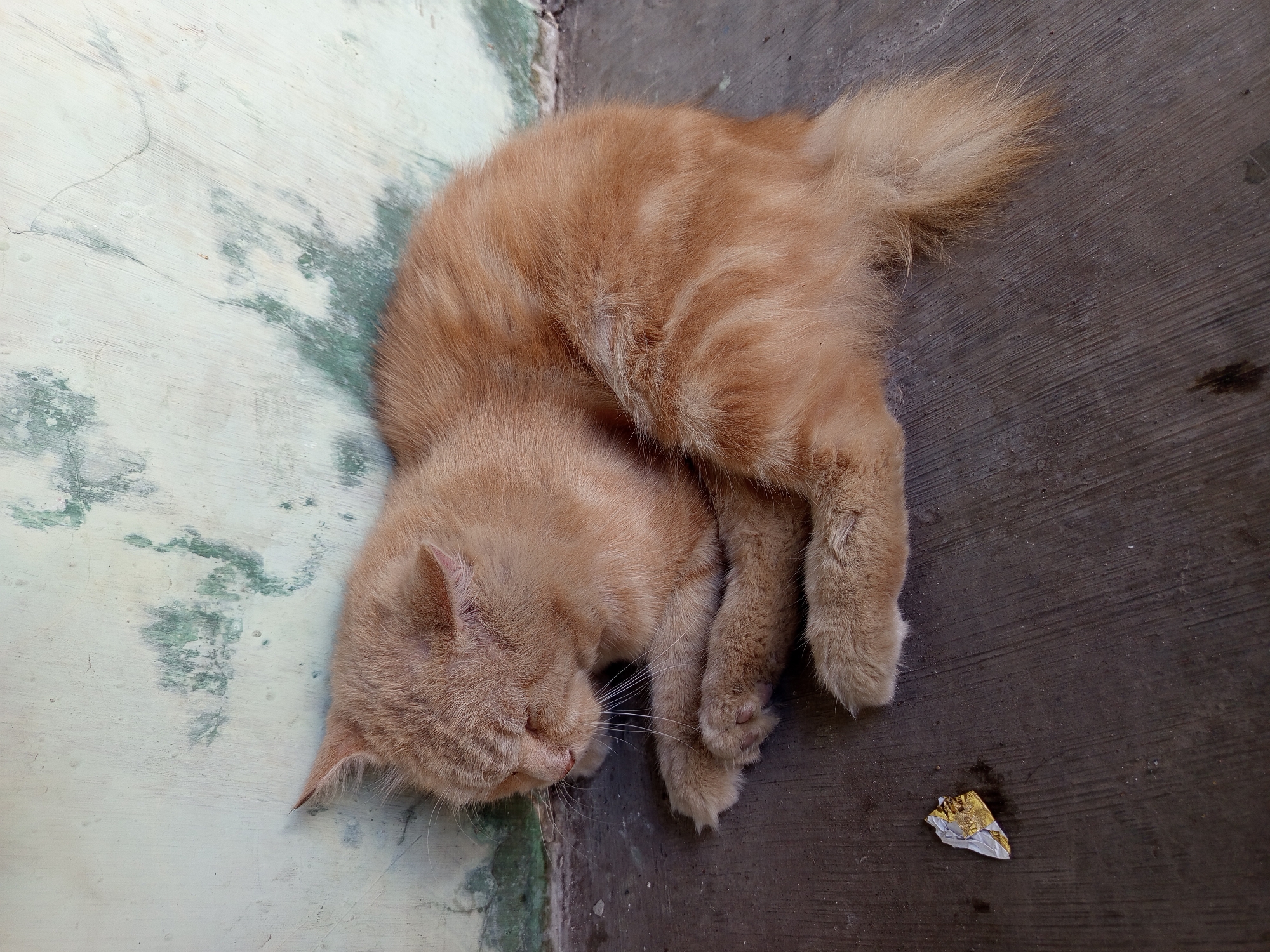 An orange tabby cat is curled up and sleeping on a concrete floor. The cat is lying against a light-colored wall with green paint splotches. To the left of the cat, there is a small piece of crumpled gold and white foil. The scene appears to be outdoors, possibly in a courtyard or alleyway, in the city of Tebel, Indonesia.