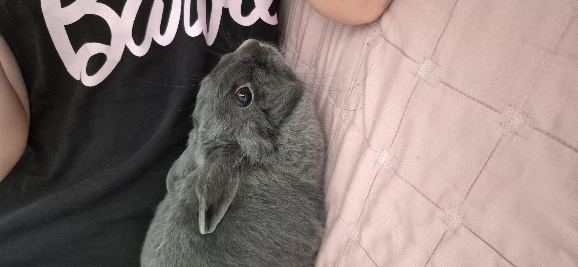 The image shows a close-up, medium shot of a grey rabbit from the side, resting on a pink quilted surface. The rabbit's head is slightly tilted upwards and to the right, with its dark eye clearly visible. Its ears are short and rounded, typical of a dwarf breed. The rabbit's fur appears soft and dense. Behind the rabbit, a person is wearing a black t-shirt with a large, stylized pink lettering, possibly a logo or text. The bottom portion of the image is dominated by the pink quilted fabric, which has a pattern of squares formed by stitching. The lighting is soft, and the background is out of focus, drawing attention to the rabbit. The scene is indoors, likely in a domestic setting. There is no information provided about the location in the city of Ussurijsk, Russia.