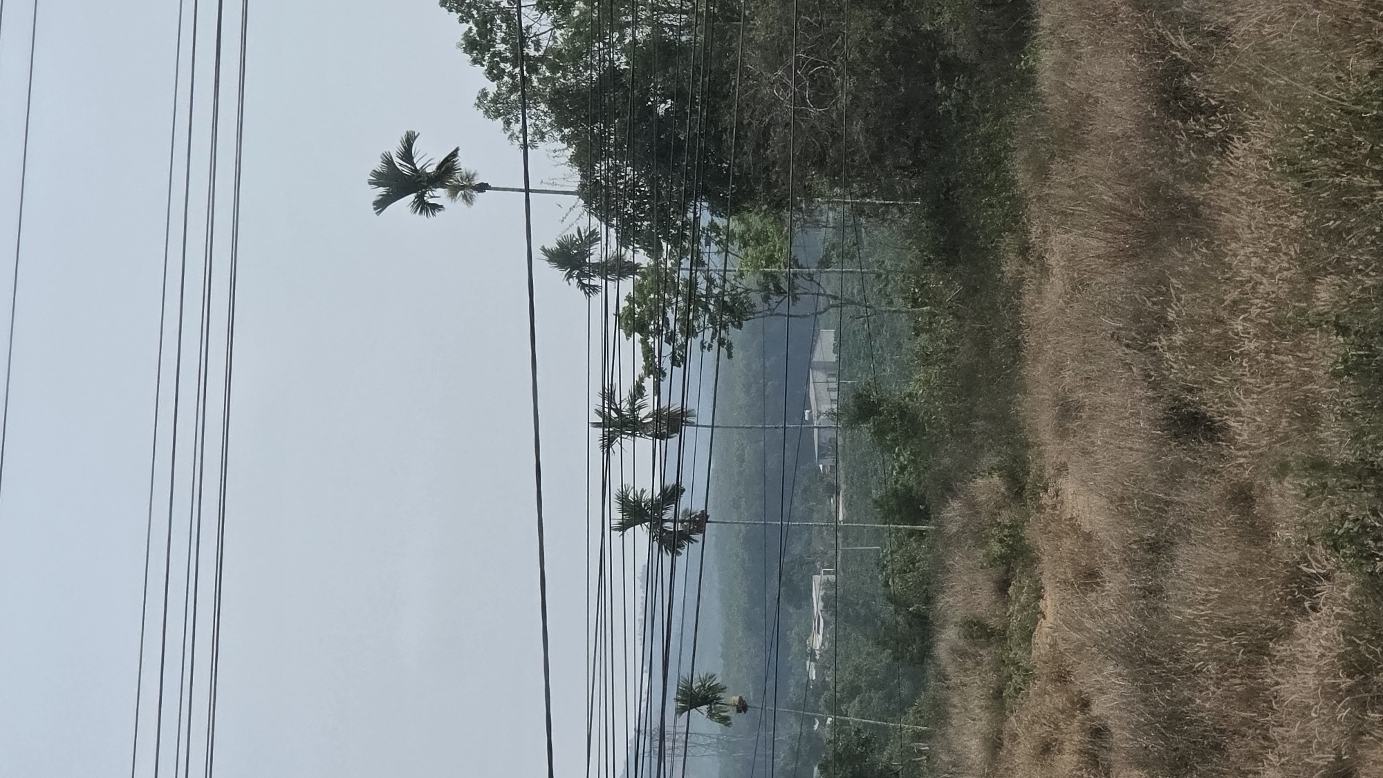 The image depicts a row of palm trees extending into the background, located near Tân Cảnh, Vietnam. High-voltage power lines run parallel to the trees, obscuring the view. The terrain slopes down from a grassy verge on the right toward buildings in the mid-ground.
