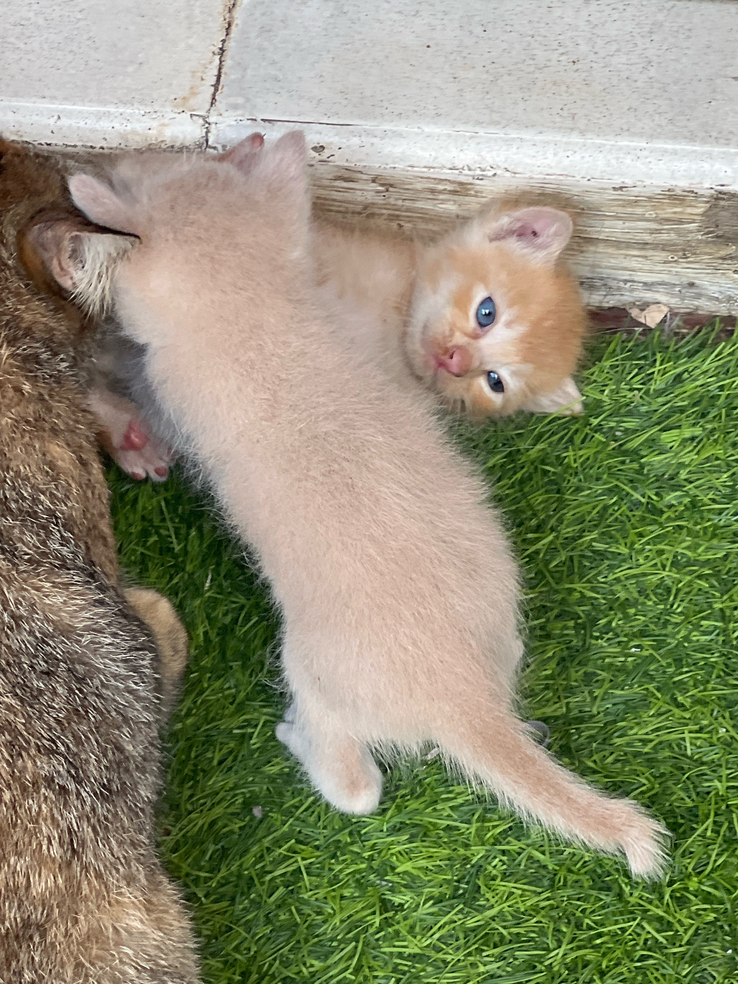 Two kittens, one light brown and the other a pale orange with blue eyes, lie on artificial green grass next to a brown tabby cat. The pale orange kitten is on its back, looking up and to the right. The light brown kitten is mostly hidden behind the orange kitten. The cat is on its left side, facing away from the camera. The scene appears to be outdoors, near a building with a tiled floor. The location is unspecified in the image.