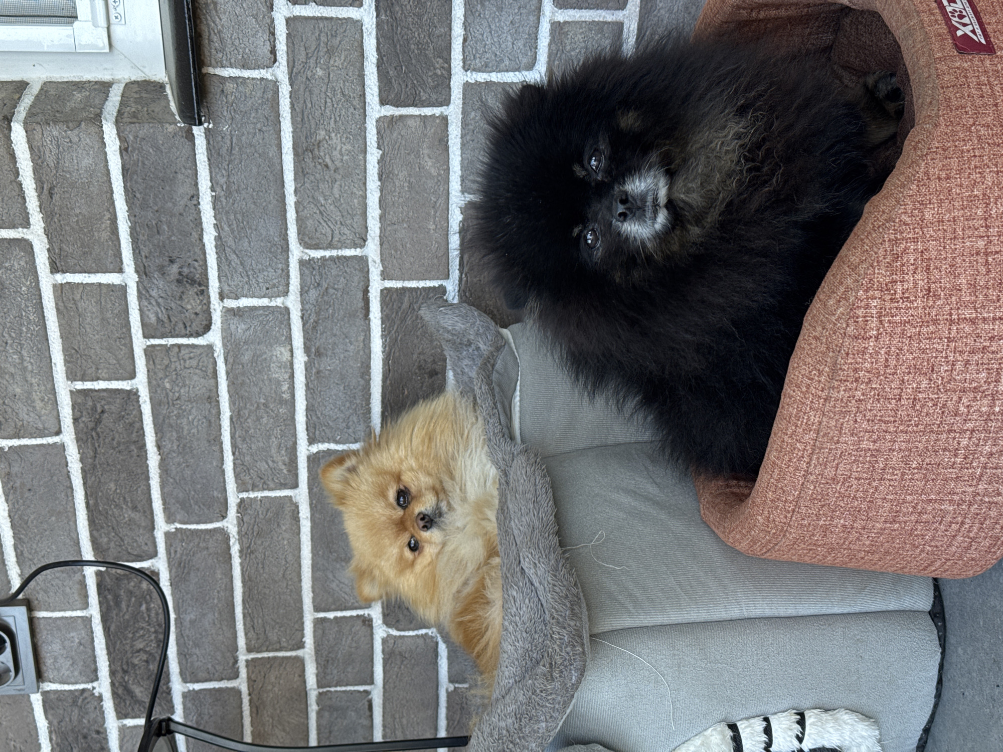 A high-angle shot captures two Pomeranian dogs lounging on a gray cushioned dog bed. A light brown Pomeranian peers upward from a gray dog bed. Next to it, a black Pomeranian rests in a brown dog bed. The floor is made of gray bricks. The dogs are indoors. A white electrical outlet is on the left wall.