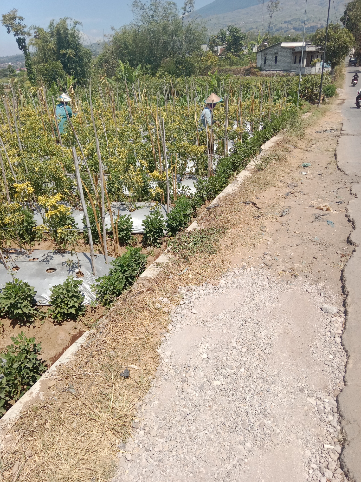 The image depicts a rural agricultural scene in Campuranom, Indonesia, under a clear blue sky. In the foreground, a dirt path transitions to a paved road on the right, showing signs of cracking. The path is littered with dry grass, small stones, and some scattered debris.
Adjacent to the road is a cultivated field. Two individuals, wearing conical hats typical of agricultural workers, are tending to crops. The plants appear to be small and bushy with yellowing leaves, possibly chili peppers or a similar crop, supported by wooden stakes. The field is covered with gray plastic mulch, a common agricultural practice. In the background, beyond the field, are scattered houses with simple architecture, lush green trees, and a distant mountain range. Two motorcycles are visible on the paved road in the upper right portion of the image, indicating passing traffic. The overall impression is of a working farm in a semi-arid or tropical rural environment.