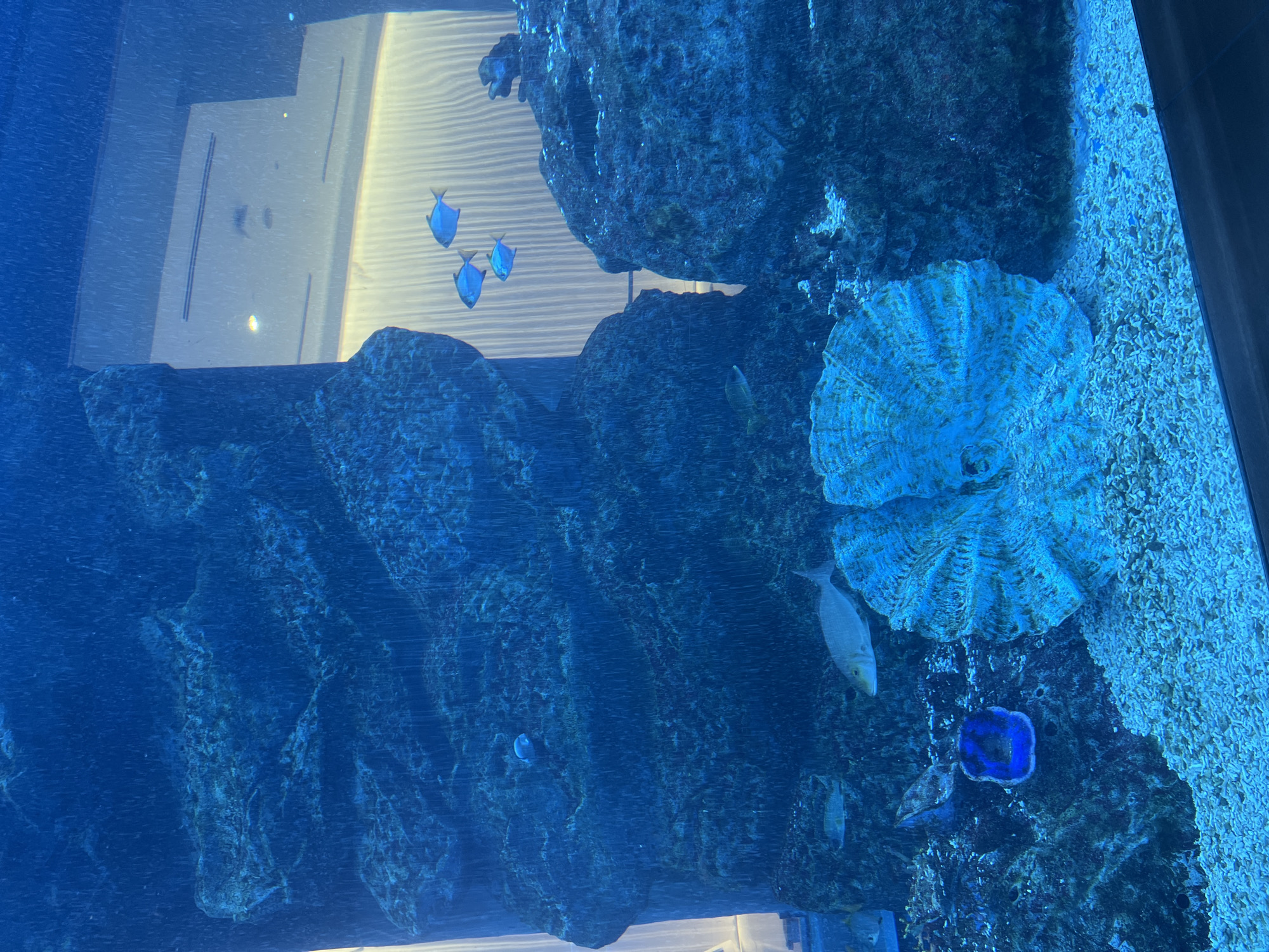 The image displays a vibrant underwater scene inside a large aquarium, characterized by clear, deep blue water. In the upper-center, a school of four small, silvery-blue fish with distinct fin shapes swims gracefully. A larger, pale-bodied fish with a yellowish hue is visible swimming horizontally towards the left in the mid-right section, and another smaller, light-colored fish is present towards the bottom-left.
The tank features extensive dark, rocky structures that simulate a natural reef environment, forming the left and central backdrop. On the right side, two large, pale blue-green structures resembling fan-shaped giant clams or plate corals are prominently positioned. Below these, a vibrant, irregularly shaped blue coral provides a striking color contrast against the darker rocks and paler clam-like forms. The bottom of the tank, particularly on the right, is covered with a light-colored granular substrate that appears to be sand or crushed coral.
The upper background shows reflections of a light-toned, architecturally patterned wall or floor outside the tank, indicating an indoor setting. The scene is brightly lit, highlighting the colors of the fish and marine life. No text is visible in the image.