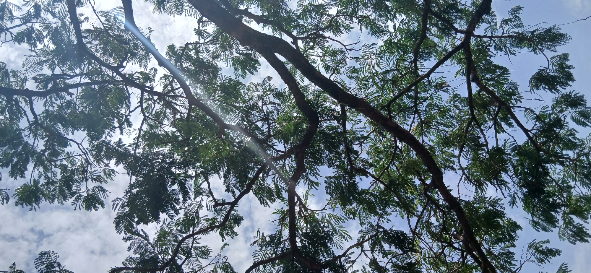 The image shows a view looking up into the canopy of a tree. The branches and leaves of the tree fill most of the frame. Patches of blue sky with scattered white clouds are visible through the foliage. Sunlight filters through the leaves. The location is Rigachikun, Nigeria.
