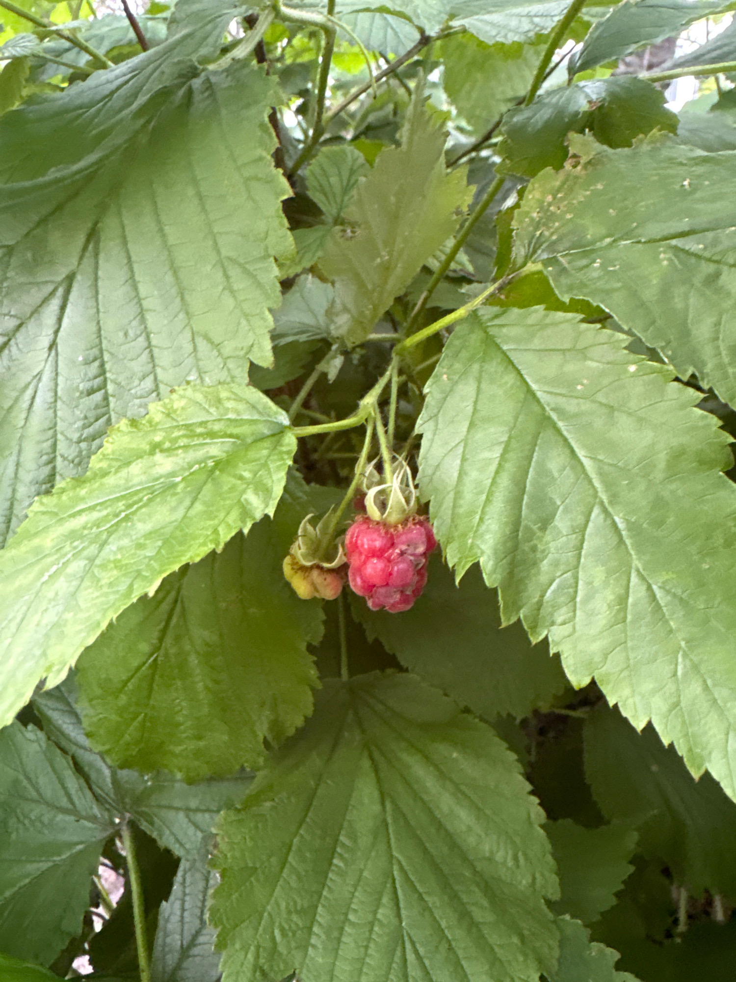The image shows a close-up view of a raspberry bush with two ripe raspberries and several green leaves. The raspberries are a deep red color, and the leaves are a vibrant green with serrated edges. The bush is likely growing outdoors, possibly in a garden or park setting. The scene is dimly lit, suggesting it might be overcast or the photograph was taken in the shade. There are no people or other objects visible in the frame. The location in Reykjavik, Iceland, cannot be determined from the image alone.