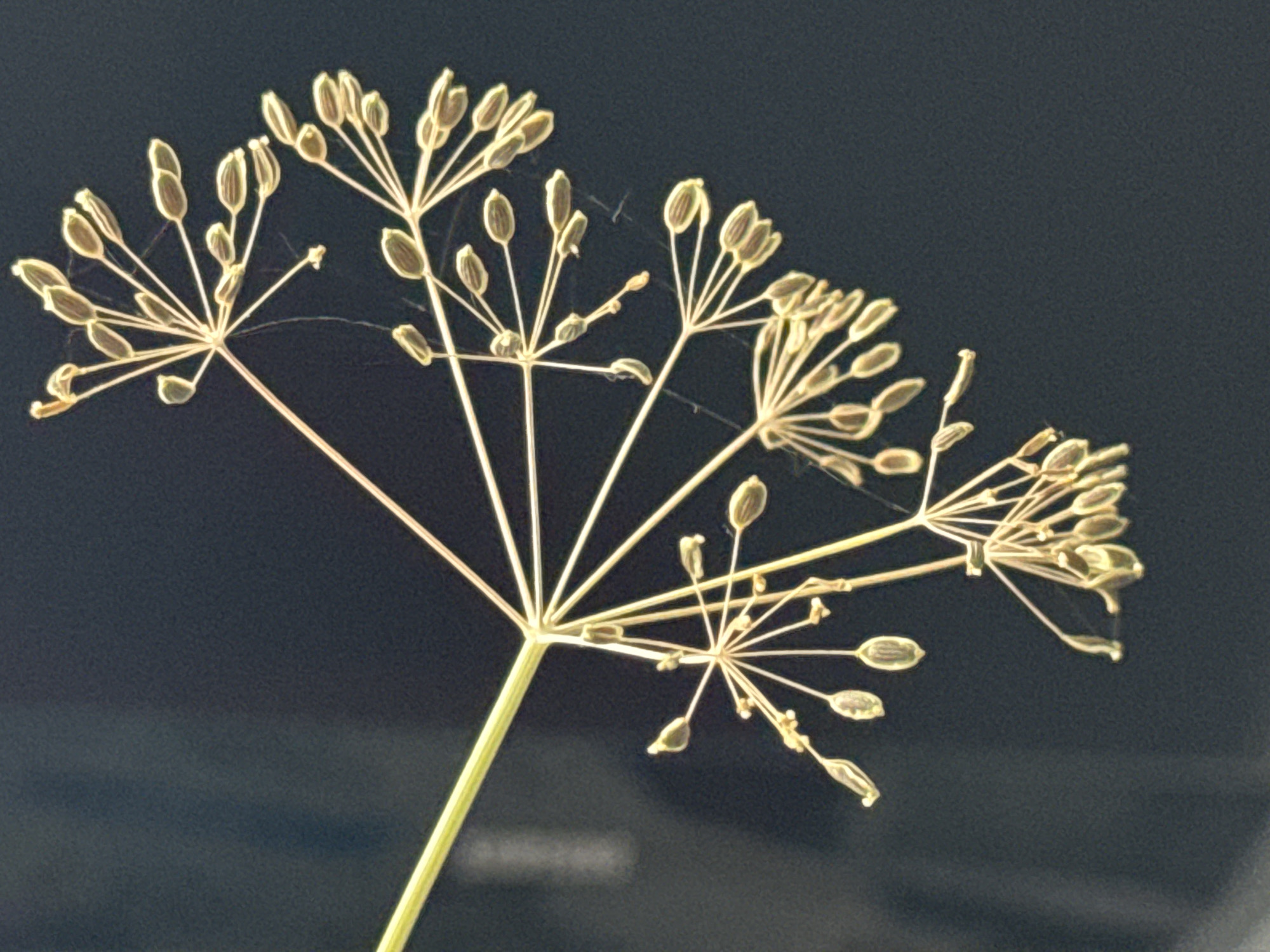 An image depicts a close-up view of a dill plant's seed head against a dark, blurred background. The plant is silhouetted, with delicate, branching stems extending outward, each tipped with small, elongated seed pods. Fine strands of spiderweb are visible, clinging to the plant's structure. The lighting highlights the pale yellow and green hues of the dill's dried seeds and stems. The overall composition is abstract and focuses on the botanical details of the plant. There is no visible indication of the city of Bălți, Moldova, or any human presence in this image.