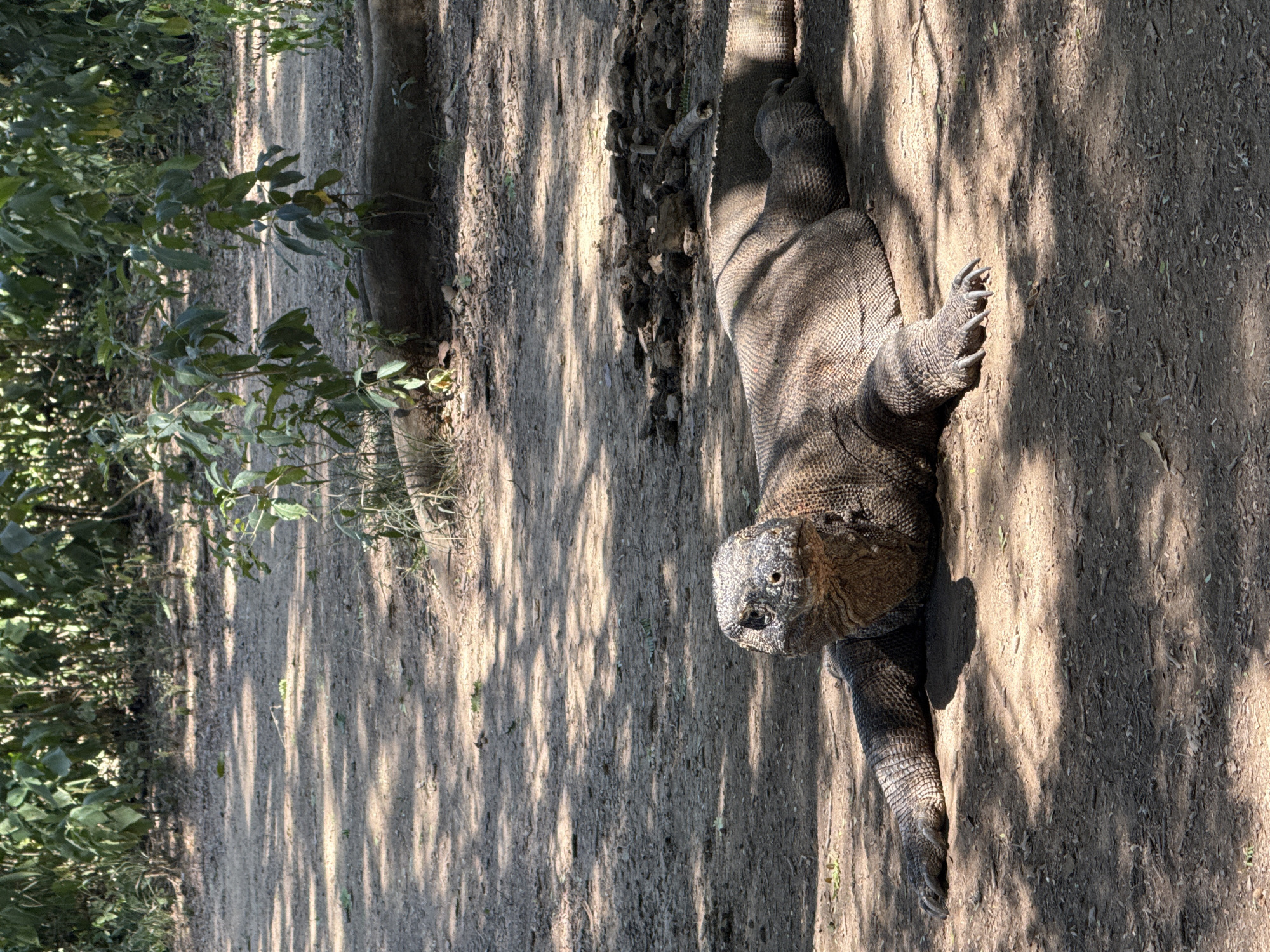 A Komodo dragon lies on a dirt path in Unknown, Indonesia. The dragon is mostly in the sun, with some shadows from trees obscuring its body. The dragon's head is facing towards the viewer. The surrounding environment is a dirt path surrounded by trees and vegetation.