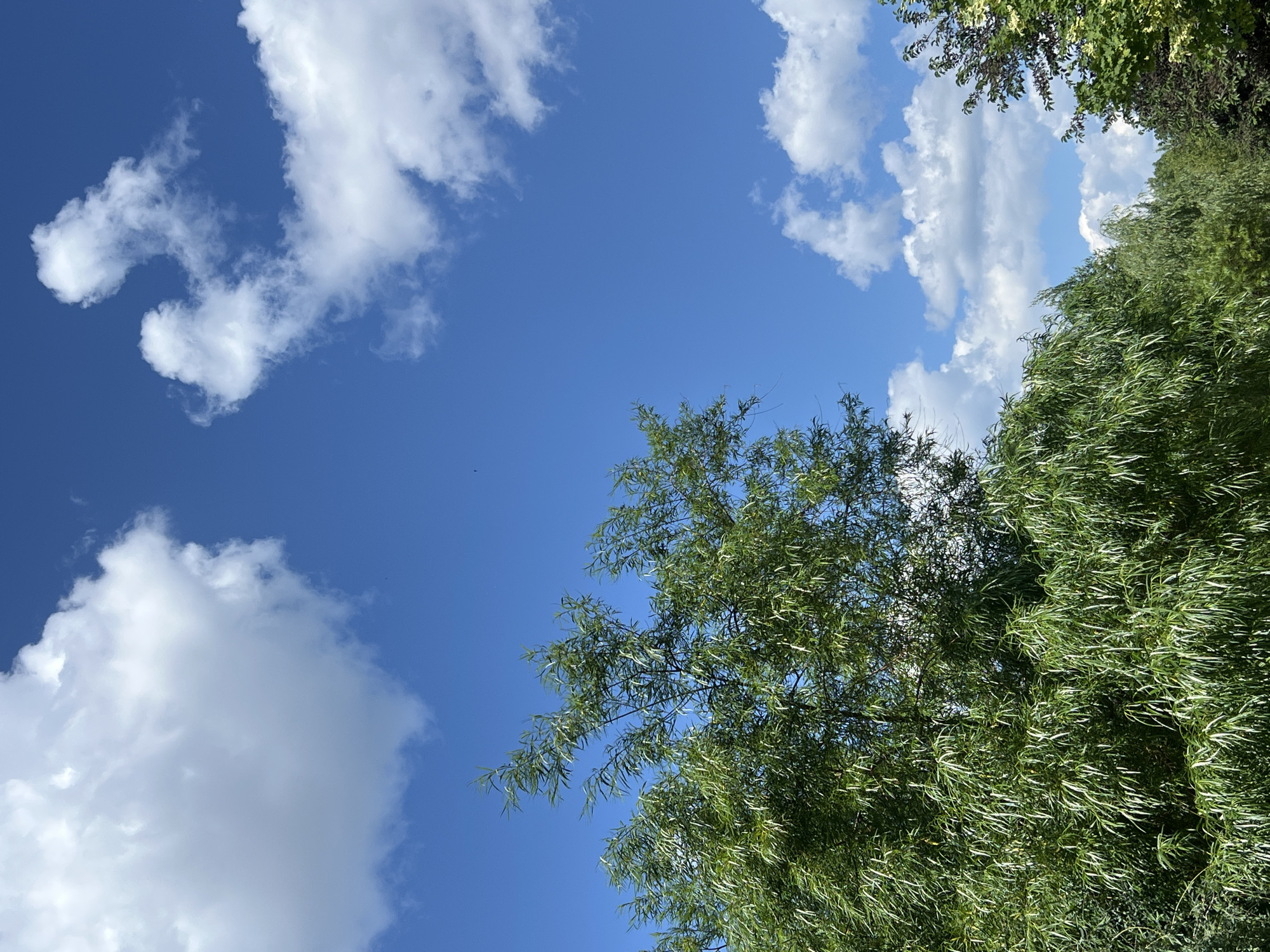 An outdoor, low-angle, vertical shot captures a bright, sunny day with a clear blue sky. Fluffy white cumulus clouds are scattered across the sky. In the foreground, a dense cluster of weeping willow trees with long, drooping green leaves dominates the left side of the frame. The trees are vibrant and lush, suggesting a warm season. To the right, the tops of other trees are visible, some with darker foliage. The scene appears natural and park-like, with no signs of urban infrastructure or people. The location is the city of Kazan, Russia.