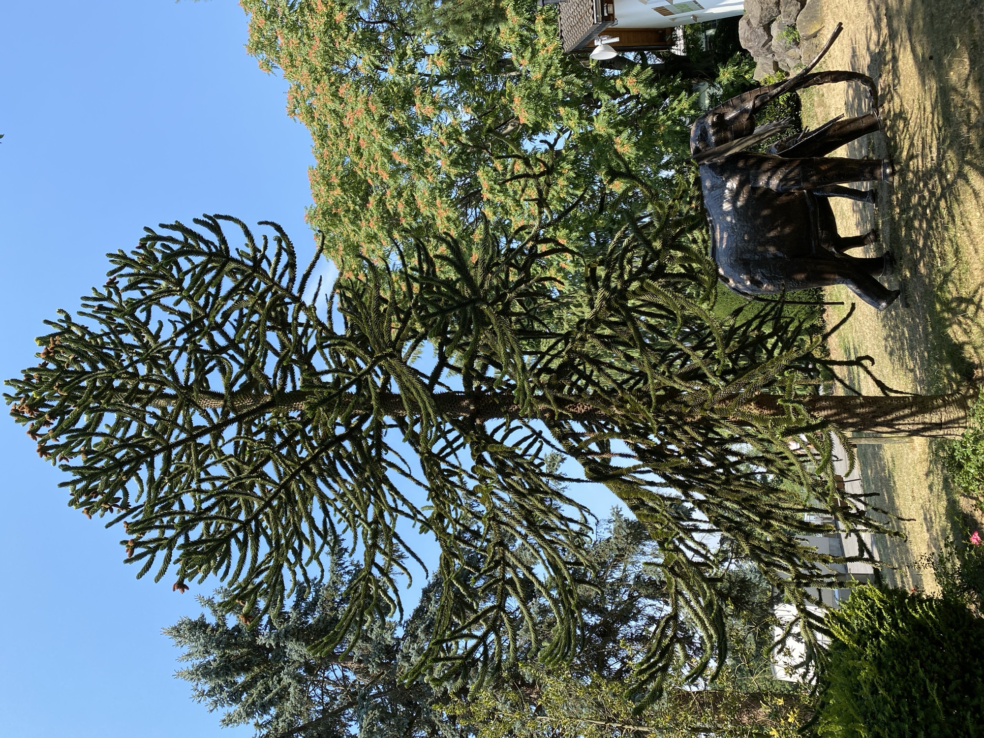 The image depicts an outdoor scene under a clear blue sky. In the foreground, a large, mature Monkey Puzzle tree dominates the frame, its distinctive branches laden with green needles and small, brown cones. To the right of the Monkey Puzzle tree, a dark, metallic sculpture of an elephant stands on dry, grassy ground. The sculpture appears to be life-sized, with intricate detailing. Behind the elephant, rocks and vegetation are visible. Further in the background, other trees are present, including what appears to be a spruce tree to the left and a tree with clusters of small, reddish-orange flowers or fruits to the right. A building with a white facade and a grey roof is partially visible in the upper right corner. The overall impression is of a well-maintained garden or park area. The location is specified as Neuwied, Germany. There are no people or animals visible in the scene, only the metallic elephant sculpture. The lighting suggests it is daytime, with sunlight casting shadows on the ground.