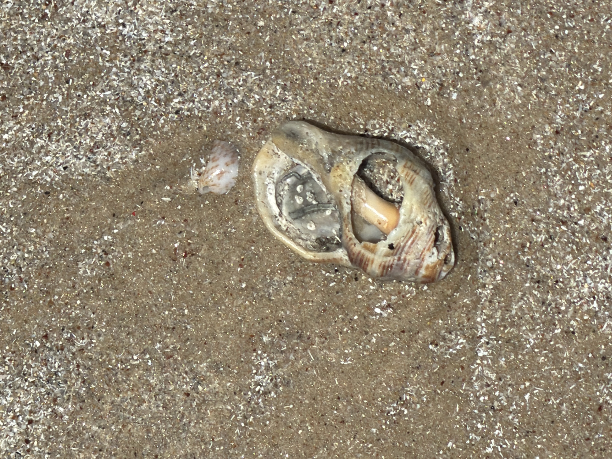 The image depicts two seashells partially buried in wet sand. The larger shell is heavily damaged, with a broken opening revealing interior structures and debris. A smaller, intact shell lies to the left. The sand is coarse, with a mix of light and dark grains, reflecting light. The location is assumed to be a beach in Tel-Aviv, Israel based on the request context, although specific landmarks are not visible.