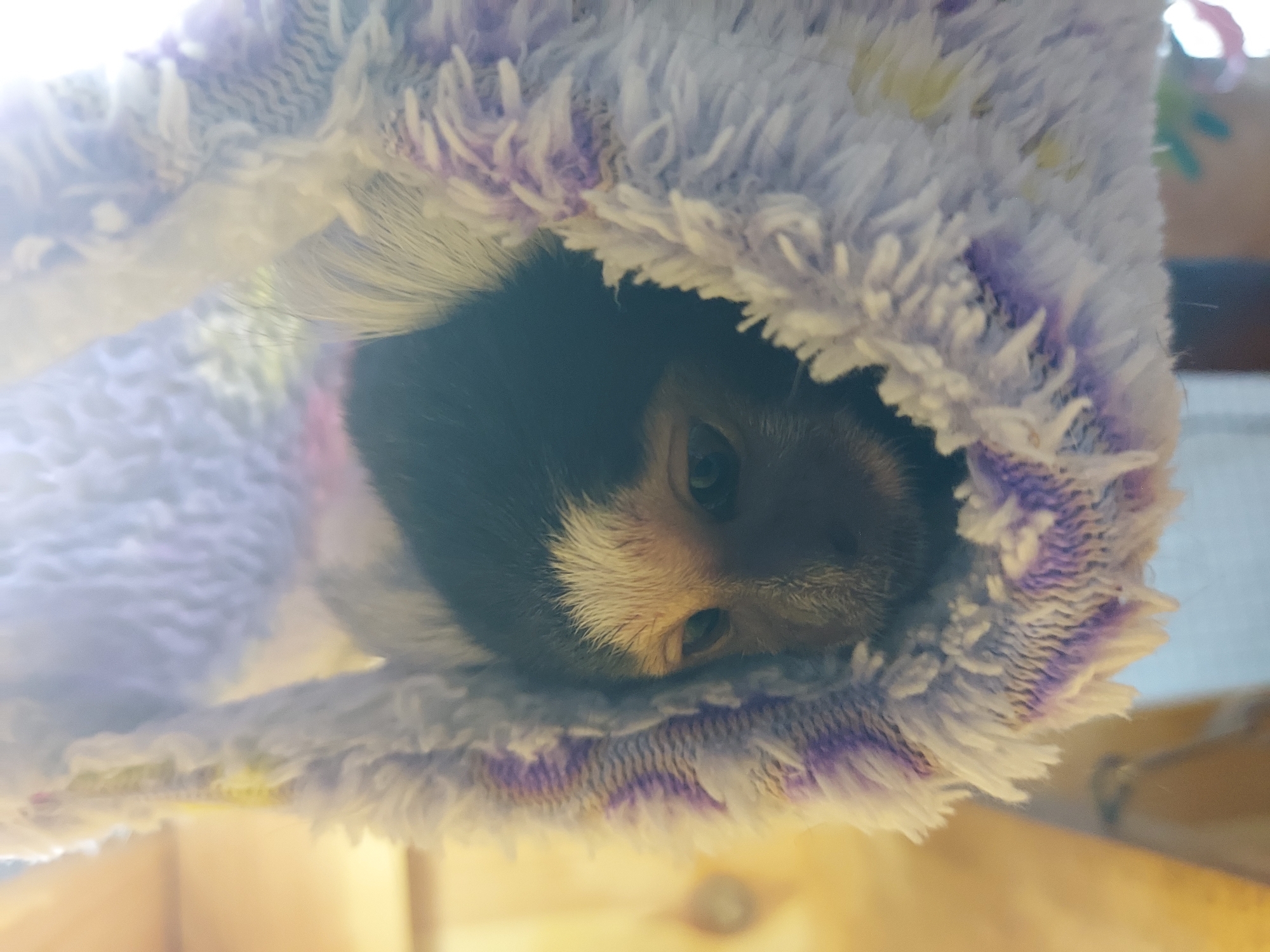 A small monkey, likely a marmoset or tamarin, is nestled within a plush, multi-colored fabric hammock in the city of Unknown, Unknown. The monkey exhibits dark fur on its head and face, distinctly contrasted by a band of white fur across its forehead and framing its ears. Its dark eyes are visible, directed downwards and slightly to the viewer's left. The hammock is constructed from a fuzzy material, displaying a primary white hue interspersed with purple striped patterns and faint yellow highlights. The background is out of focus, presenting blurred warm tones, suggestive of an indoor environment with ambient light.