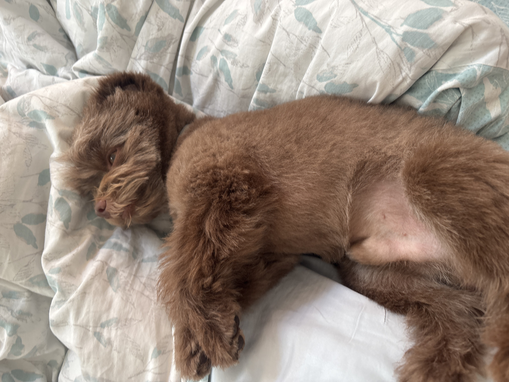 A brown poodle-mix dog is lying on its back on a bed with a white and blue floral patterned comforter. The dog's fur is short and appears to have been recently groomed. Its paws are curled towards its chest, and its head is tilted back, with its eyes closed or partially closed. The dog's belly is exposed, revealing pink skin with a few small dark spots. The lighting is soft and appears to be from an overhead source, casting gentle shadows. The background consists of the bed linens, with folds and creases indicating the dog's weight. There is no indication of the dog's specific location within the city of Новоархангельское, Russia.