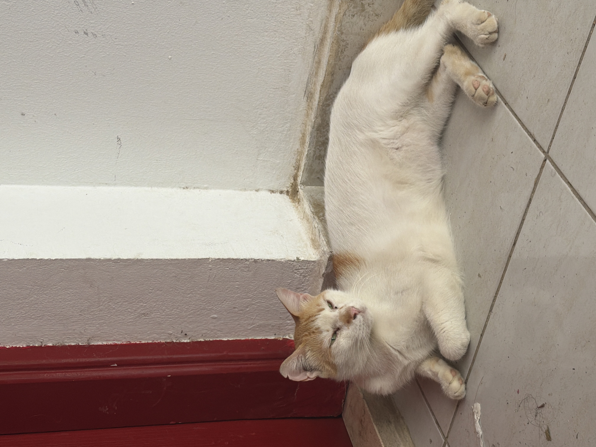 A light-colored cat with orange markings is lying on a tiled floor next to a red door and a white wall. The cat is facing left, with its eyes partially closed. The environment appears to be an outdoor area, possibly a courtyard or entranceway, in Sharm El Sheikh, Egypt. The lighting suggests it is daytime, with shadows indicating sunlight. There are no people visible in the image.