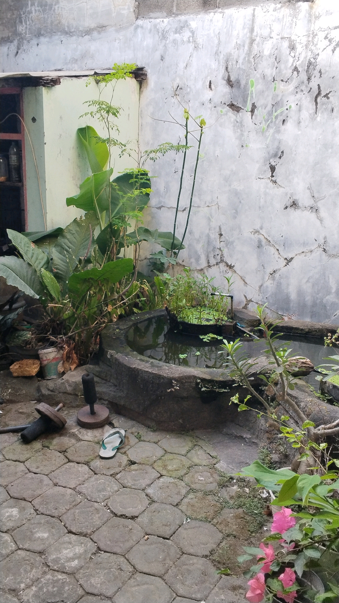 The image depicts an outdoor scene in what appears to be a courtyard or backyard area. The ground is paved with large, irregularly shaped gray stones. In the foreground, on the left, is a barbell weight, with its barbell bar extending out of frame. Next to it, a single white flip-flop rests on the paving stones. To the right of the paving stones, a circular, stone-lined pond is visible. The pond contains water and aquatic plants. Various plants, including large leafy green ones and thinner, taller stalks, surround the pond. The background consists of a textured, light-colored wall, possibly concrete, with some dark stains and cracks. A light green building structure is partially visible on the far left. The overall impression is one of a somewhat overgrown and utilitarian outdoor space.