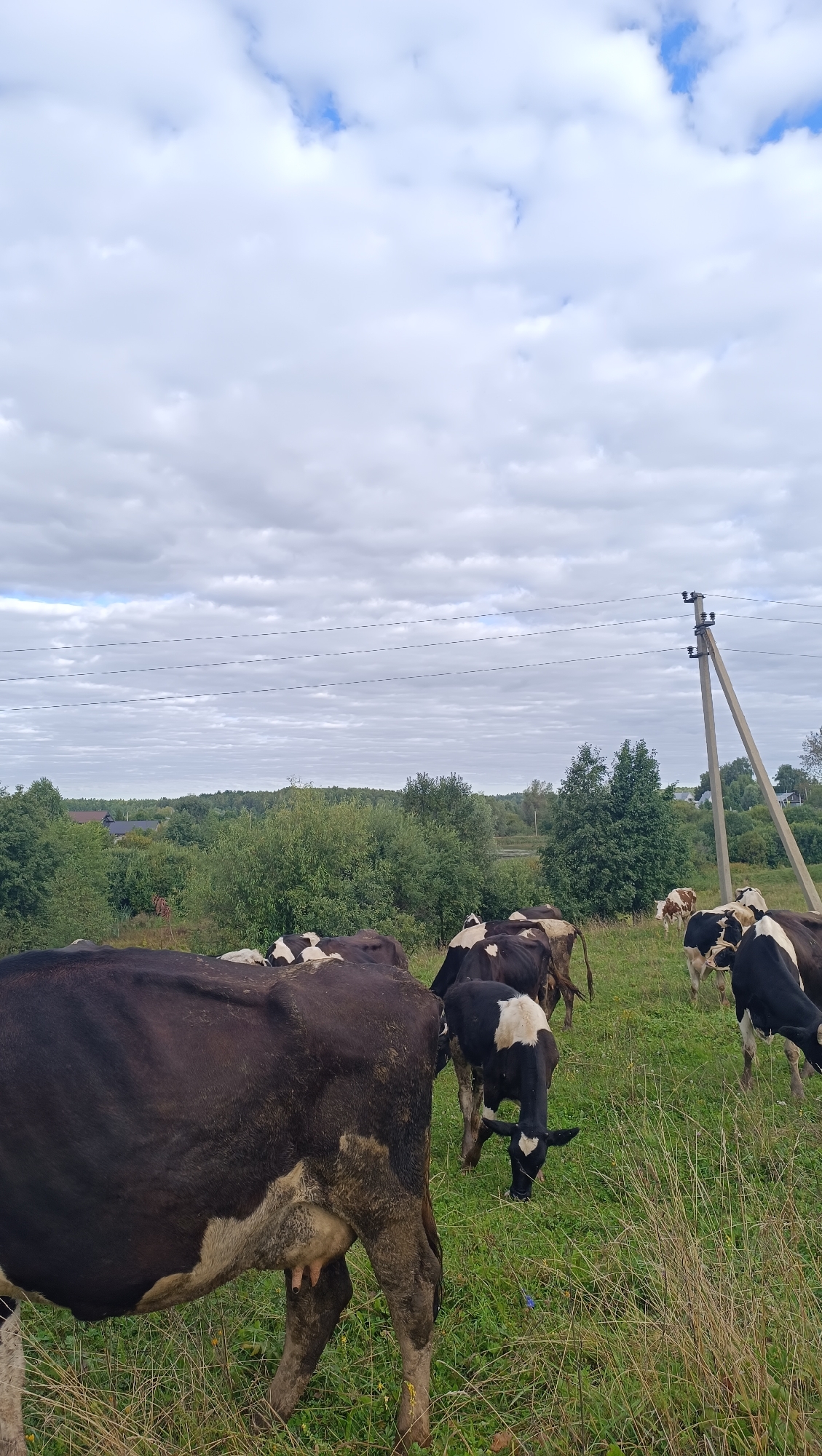 In Karsha, Russia, a herd of black and white cows grazes in a grassy field under a cloudy sky. The cows are scattered across the field, with some in the foreground and others in the mid-ground. In the background, there are trees and houses, suggesting a rural or semi-rural setting. A utility pole with power lines is visible to the right of the frame, indicating the presence of infrastructure in the area. The overall scene depicts a pastoral landscape with livestock.