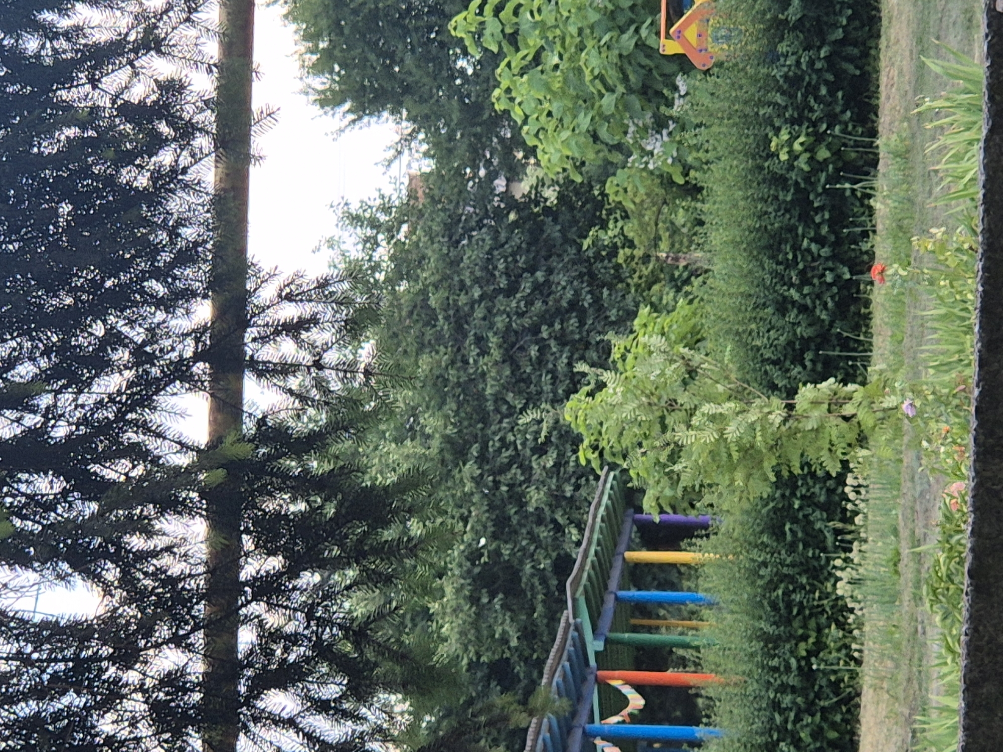 This is a medium-shot, eye-level, outdoor photograph taken in Sozonivka, Ukraine. The foreground is dominated by a dark, rough-textured surface, possibly a concrete or stone barrier. Beyond this barrier, a lawn area is visible with patches of green grass and scattered white and green foliage. A single red flower stands prominently in the mid-ground, to the left of center.
Behind the lawn, a dense, dark green hedge forms a visual barrier. Above the hedge, several bright, multicolored support posts of a structure are visible, painted red, orange, green, blue, yellow, and purple. These posts support a blue-roofed, open-air structure.
The background consists of a thick canopy of lush green trees and foliage, with the sky visible in patches through the branches. The image is partially obscured at the top by the dark, needle-like branches of a conifer tree, which hang over a horizontal wooden beam. The lighting suggests it is daytime, with the sky appearing bright white, indicating it might be overcast or late afternoon. There are no people visible in the image.