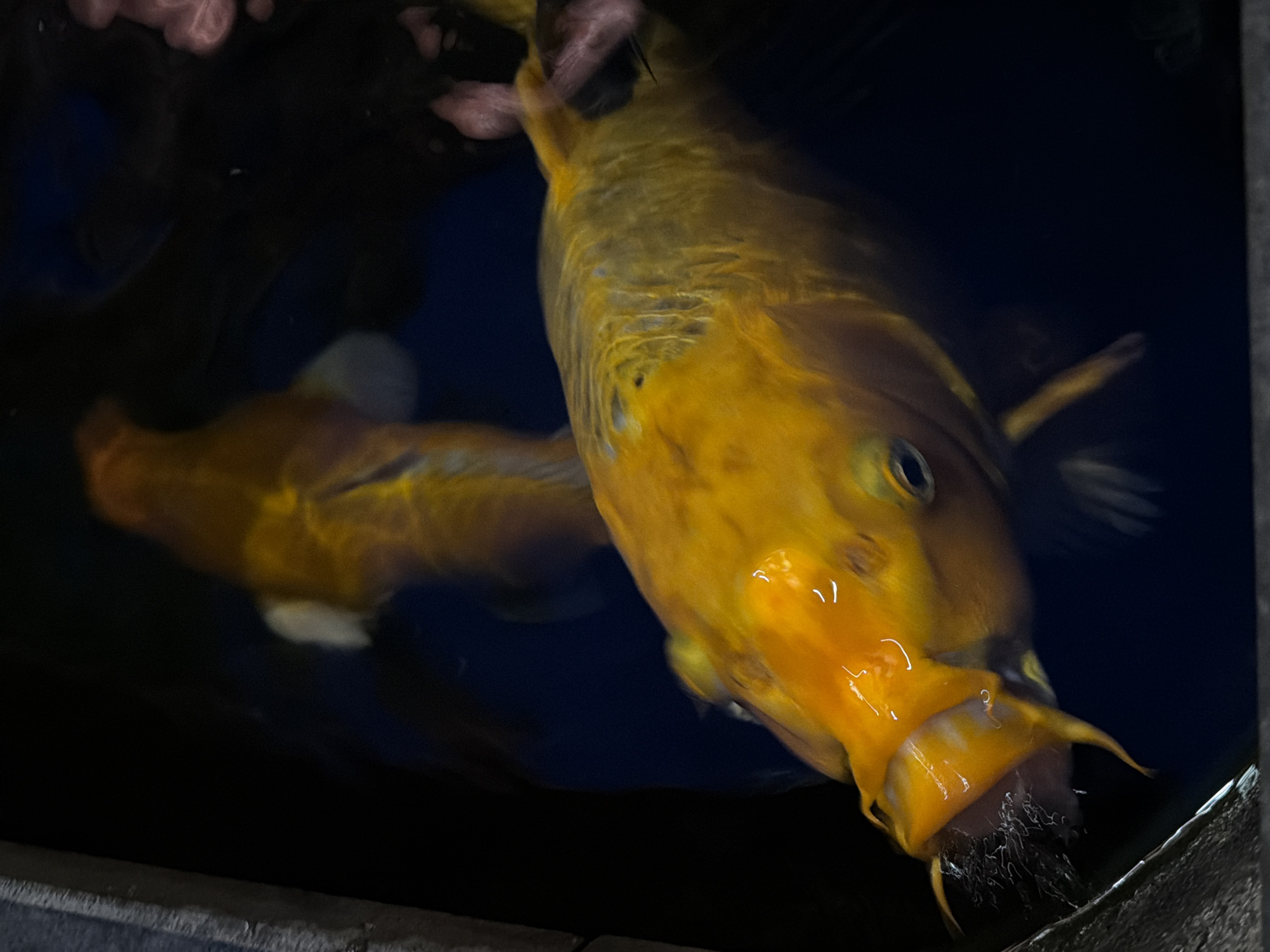 The image shows two koi fish in dark water. The fish are orange and yellow with some white markings. The foreground fish is larger and closer to the camera, with its mouth open and appearing to be eating something. The background fish is smaller and further away, with its body mostly visible. The environment appears to be an aquarium or pond. There is no discernible information about the location in Nha Trang, Vietnam.