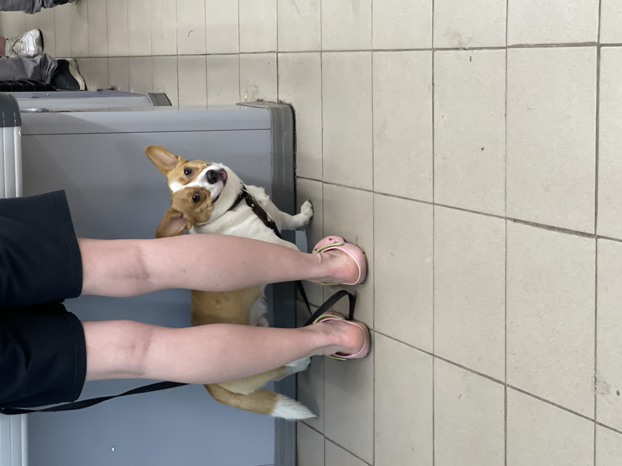 The image shows a corgi dog standing next to a person's legs. The person is wearing black shorts and pink Crocs. The dog is looking towards the camera with its tongue out. The scene appears to be indoors, possibly in a public area with tiled flooring and a grey wall. There are other people in the background, one of whom is wearing white sneakers. The image does not contain any information that would allow for the determination of its location in Moscow, Russia.