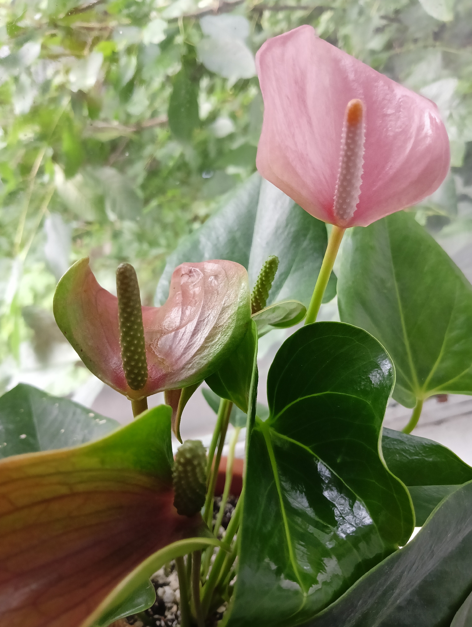 A close-up, eye-level shot features a pink anthurium plant with glossy, dark green leaves. Two flowers are visible, one a vibrant pink and the other a fading pink with green edges. The plant is in a pot, with soil visible. The background is blurred, showing a hint of greenery, suggesting it might be near a window or outdoors. The scene is static and peaceful, capturing the beauty of the flowers and foliage. The image does not depict any specific location in the city of Нижнетроицкий, Russia, or any people.