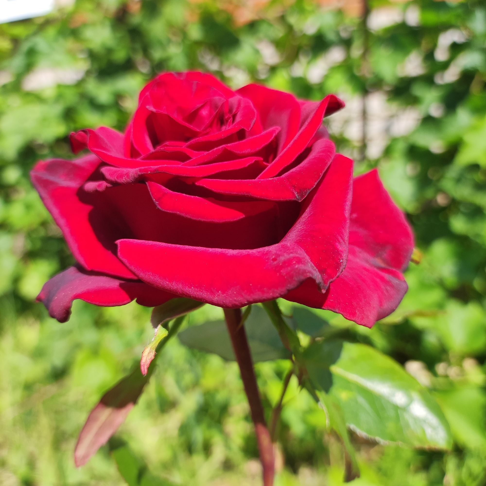 The image shows a close-up, side-view of a vibrant red rose in bloom. The rose is the sole subject, filling most of the frame. Its petals are deep red, with a velvety texture that catches the light, highlighting the delicate curves and folds of its form. The edges of some petals appear slightly darker, almost a burgundy hue, adding depth to its color. A single stem, reddish-brown in color, is visible supporting the bloom.
The background is softly blurred, suggesting a garden setting bathed in natural light. Lush green foliage dominates the background, creating a soft, diffused bokeh effect that emphasizes the rose's sharpness and color. The lighting indicates it is daytime, likely sunny, given the bright illumination and defined shadows on the rose petals. There are no people, text, or specific location cues other than the general garden scene. The overall impression is one of natural beauty and the peak of a rose's bloom.
