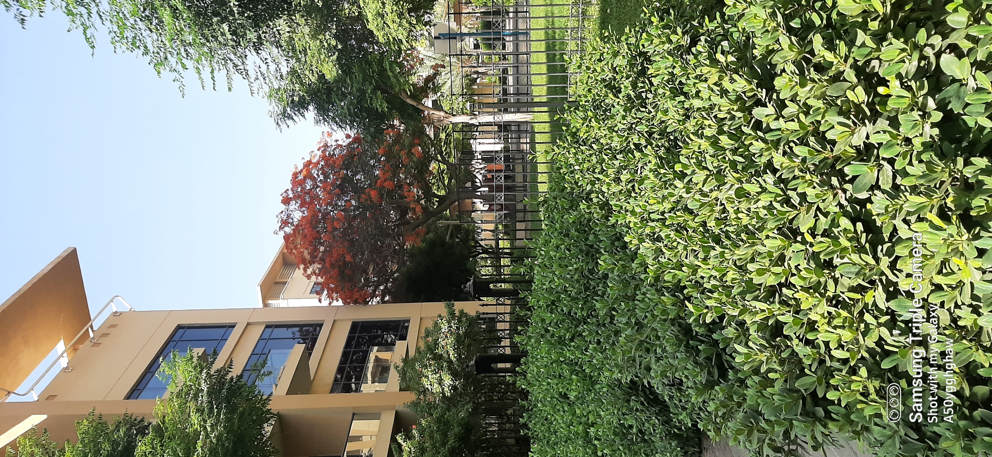 The image depicts a sunny day in Dubai, United Arab Emirates, showcasing a modern building with beige facades and dark-framed windows, adjacent to a lush green park. In the foreground, a dense arrangement of manicured green bushes lines the walkway, bordered by a black metal fence. Behind the bushes, a vibrant tree with bright orange-red flowers stands prominently, its branches reaching towards the clear blue sky. To the left of this flowering tree, a building with multiple levels and balconies is visible. The park area behind the fence contains more trees and open green spaces, suggesting a residential or recreational area within the city.
