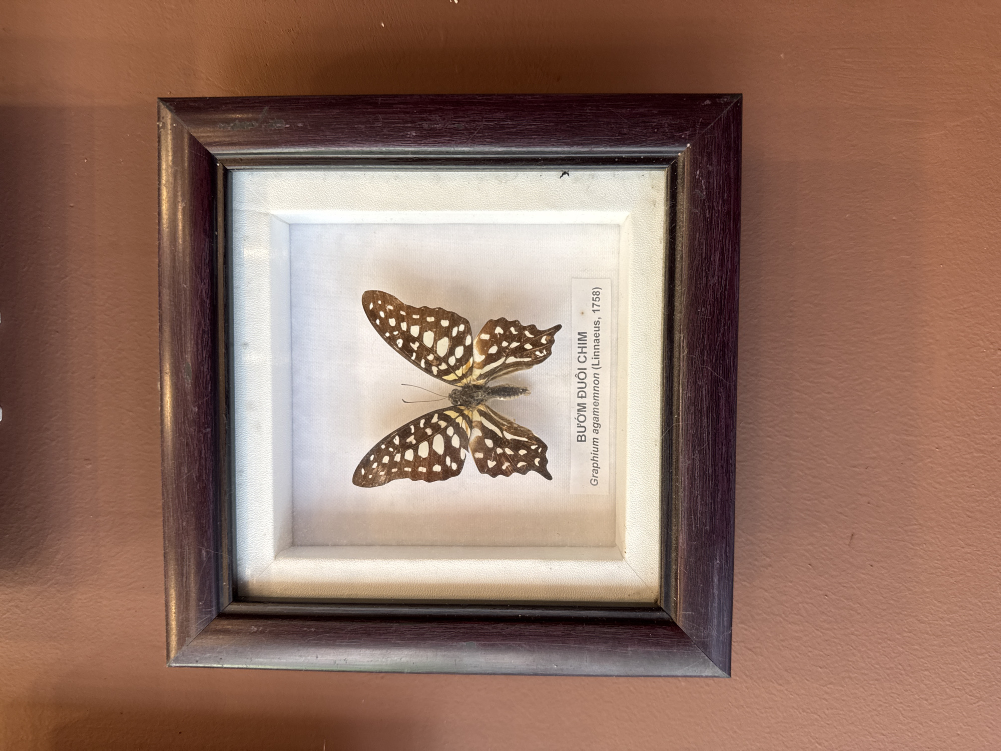 A framed butterfly specimen is mounted on a wall. The frame is dark wood with a white inner border, displaying a butterfly with black and white patterned wings. A label with Vietnamese text and the scientific name "Graphium agamemnon (Linnaeus, 1758)" is placed next to the butterfly. The wall is a solid, reddish-brown color. The image was captured in the city of Nha Trang Ward, Vietnam.