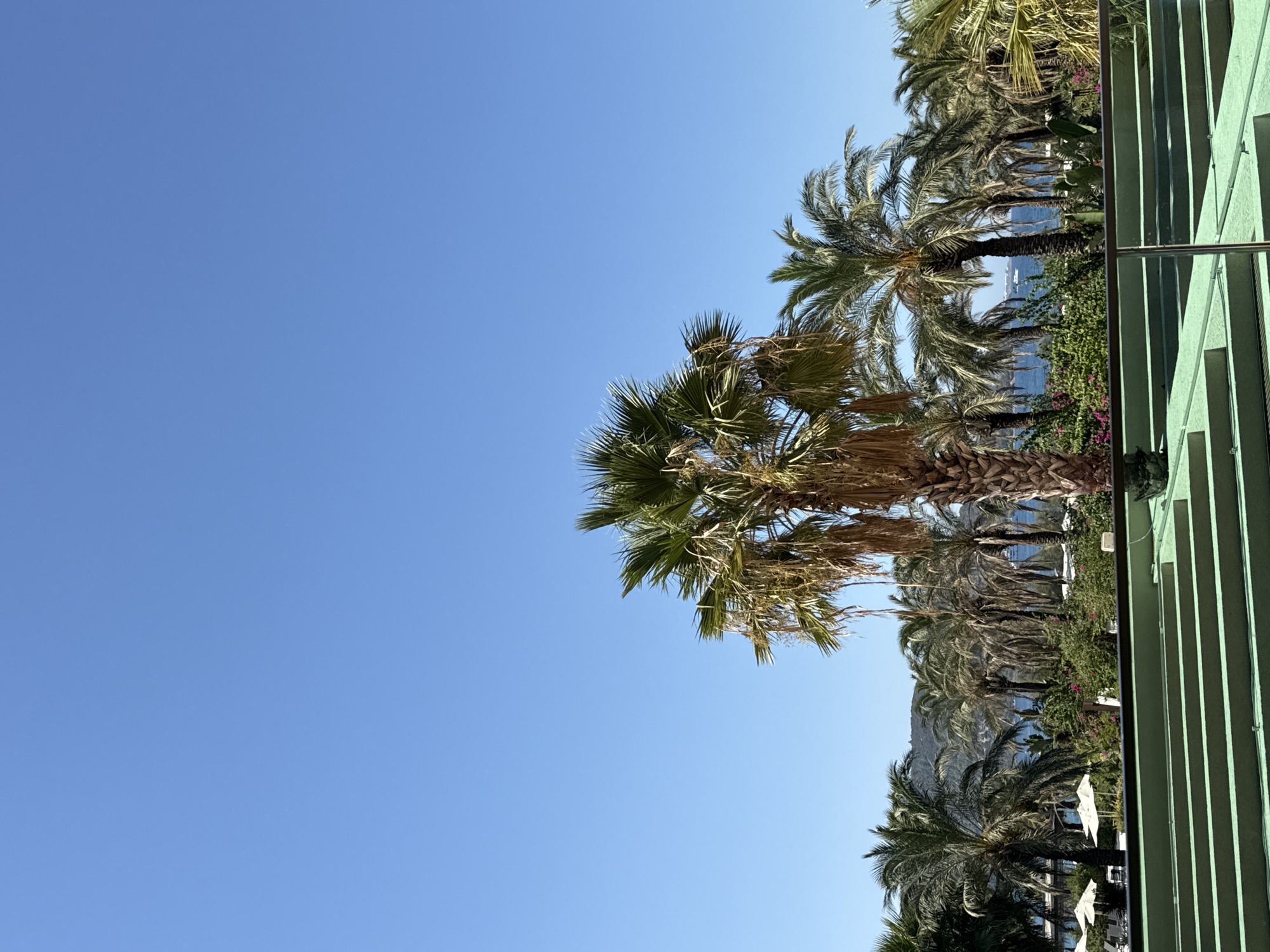 The image displays a clear, bright, sunny day with a vivid blue sky dominating the upper half of the frame. In the foreground, a light green railing and tiered seating area are visible, suggesting an outdoor vantage point. Beyond this, a dense collection of palm trees stretches across the landscape. The central palm tree is prominent, with lush green fronds at its apex and dry, stringy leaves hanging lower down its trunk. Behind it, a variety of other palm trees, some taller and more slender, others shorter and fuller, form a tropical backdrop. In the distance, glimpses of the Bodrum coastline can be seen, with the blue water of the sea meeting a hazy, mountainous shoreline. There are no people visible in the image. The scene evokes a resort-like atmosphere, typical of coastal areas in Bodrum, Turkey.