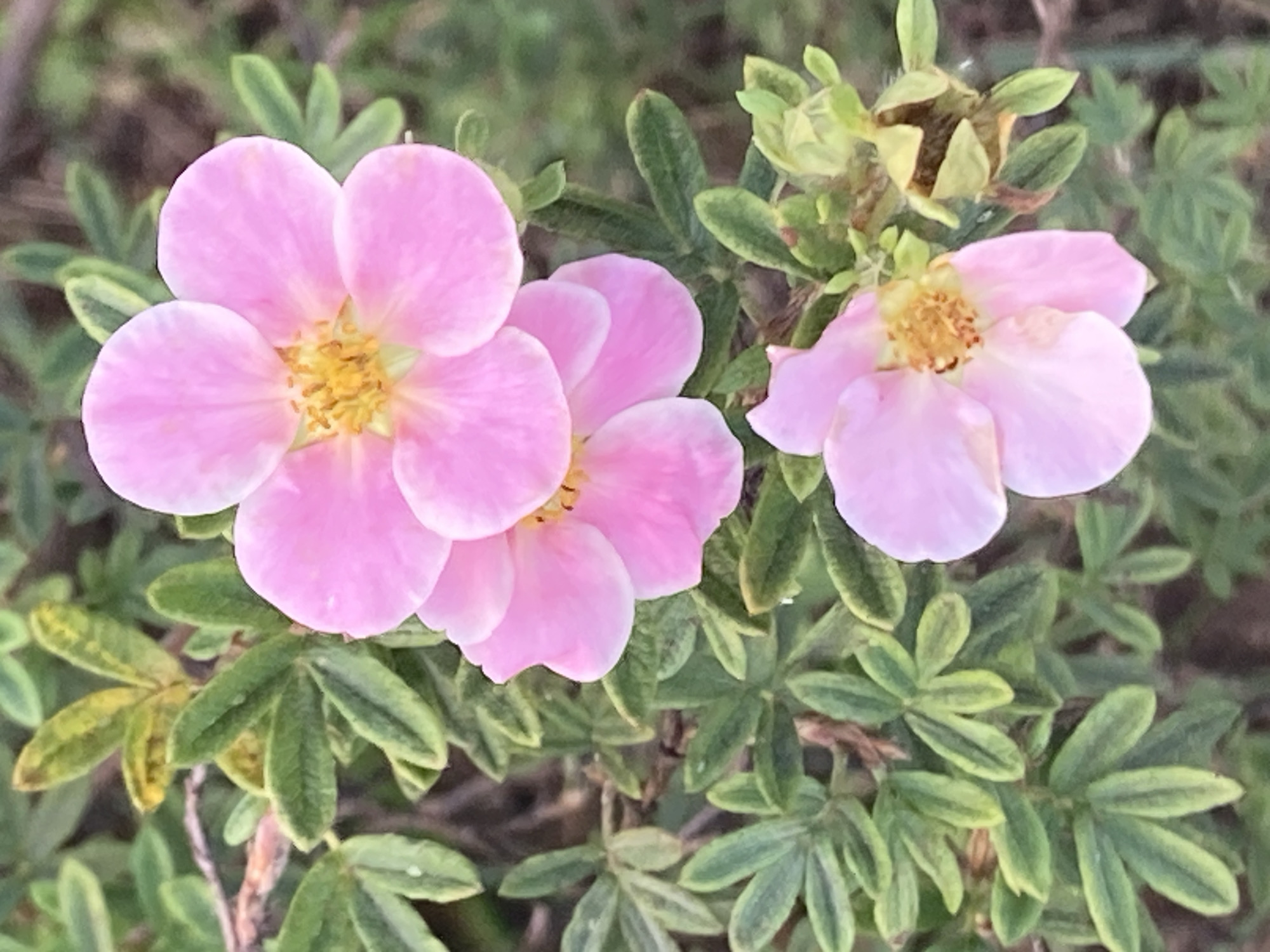The image displays a close-up view of pink cinquefoil flowers and their green foliage. Two fully bloomed flowers with five petals each are prominently featured, with a third partially bloomed flower at the bottom of the frame. The flowers have yellow centers. The surrounding leaves are compound and have a slightly variegated appearance with shades of green and yellow. The background is softly blurred, indicating a shallow depth of field, and appears to be composed of more foliage and possibly some dried plant matter. The lighting suggests an outdoor setting, likely during daytime. There are no people or man-made objects visible in the image.