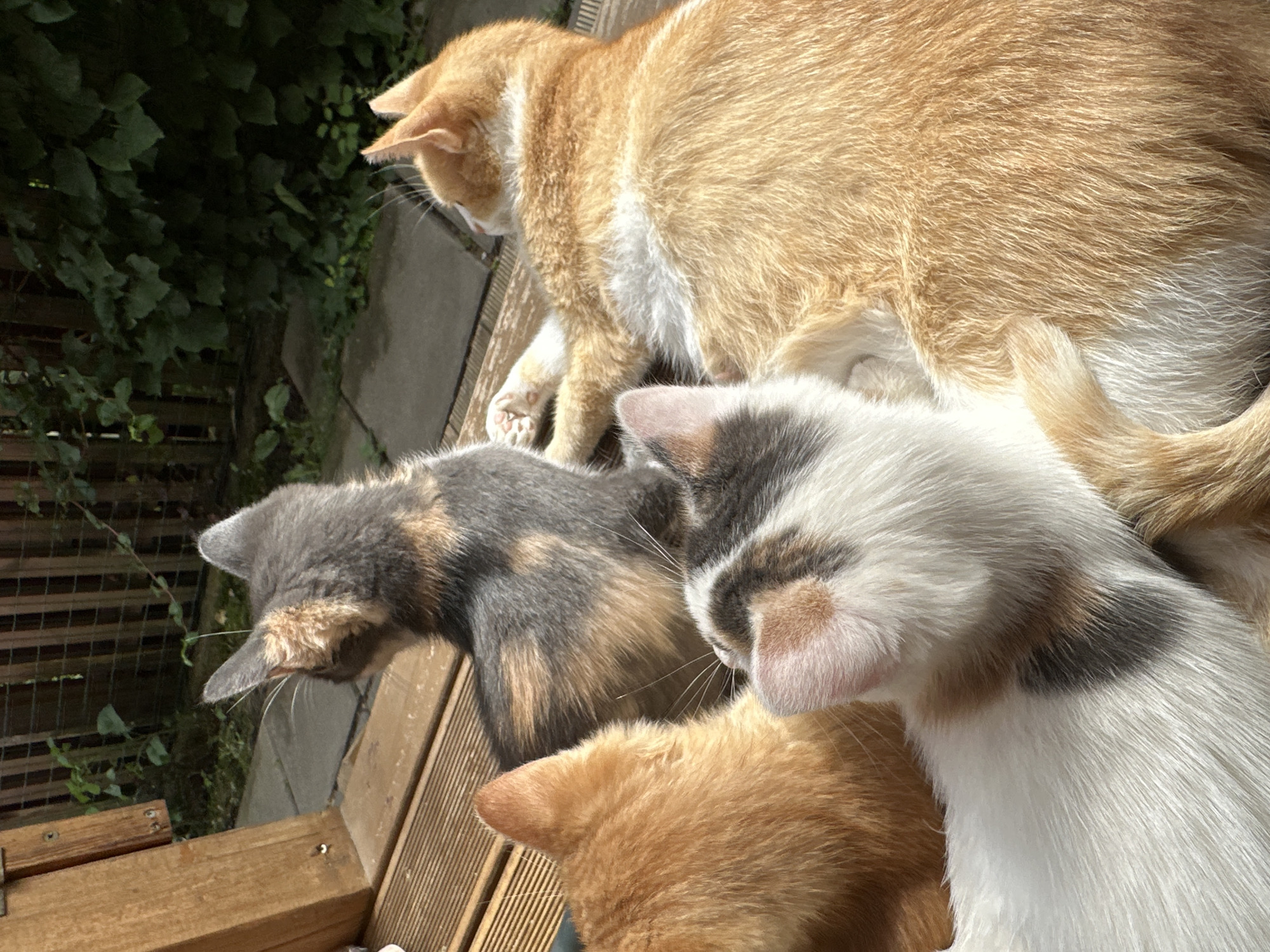 Four cats are gathered on a wooden deck, outdoors. One cat, mostly orange with white markings, is lying down with its legs extended. Another cat, also predominantly orange, is facing away from the camera, with its head down. A third cat, with a tortoiseshell pattern of grey, black, and orange, is sitting and looking to the left. The fourth cat, primarily white with grey and orange patches, is nestled in front of the orange cat. The background shows a wooden fence and green foliage, suggesting a residential outdoor space. The scene appears to be in Vilnius, Lithuania, based on the mention of the city in the prompt.