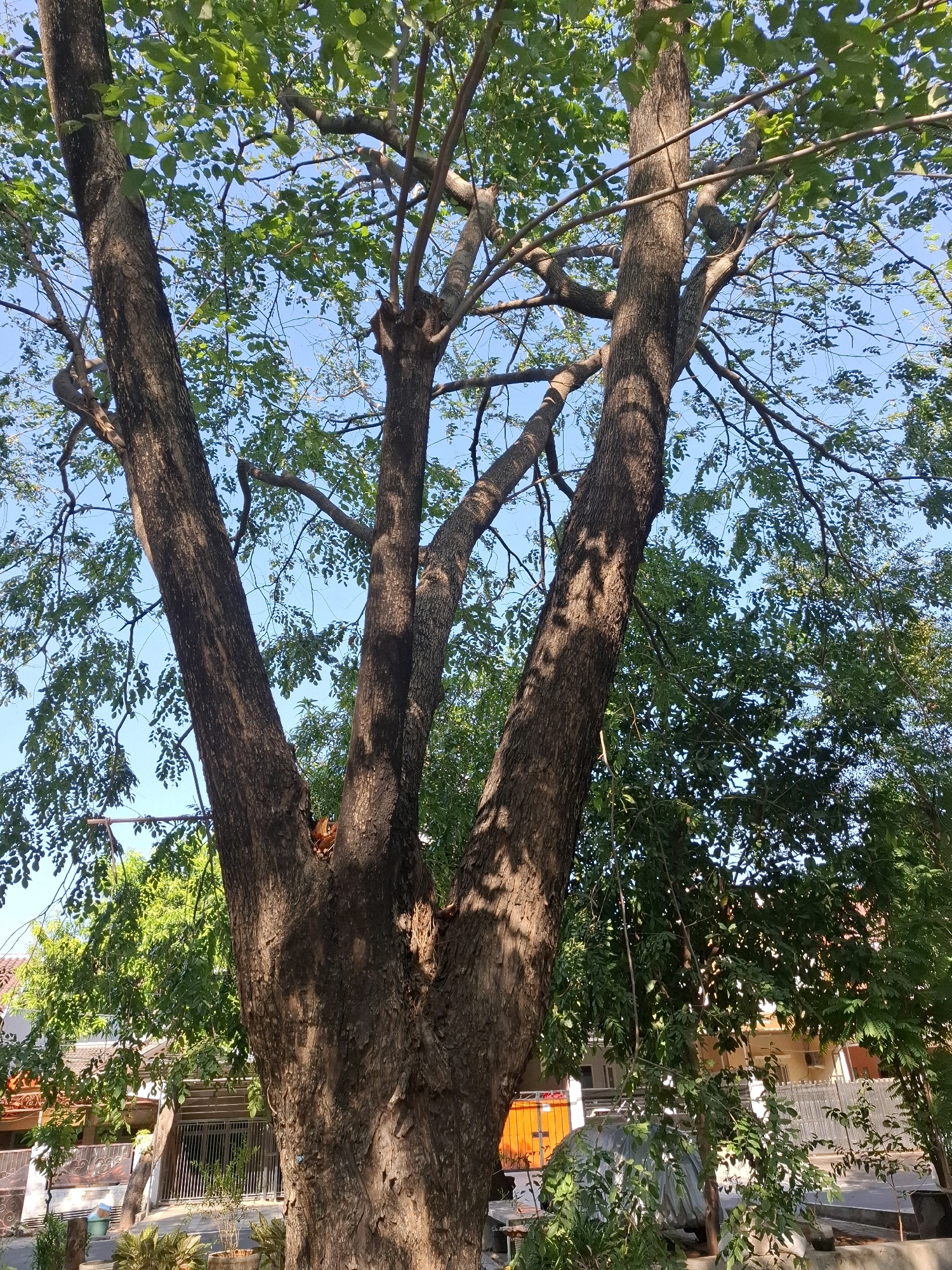 This is a medium-angle, close-up shot of a large tree with a thick, brown, textured trunk that branches into three main limbs. The tree is lush with green leaves, and the sunlight filters through the canopy, casting dappled shadows on the trunk. In the background, a residential area is visible, with houses featuring tiled roofs, white walls, and metal fences. The sky is clear blue, indicating a sunny day. The scene appears to be set in a neighborhood in North Jakarta, Indonesia. There are no people visible in the image.