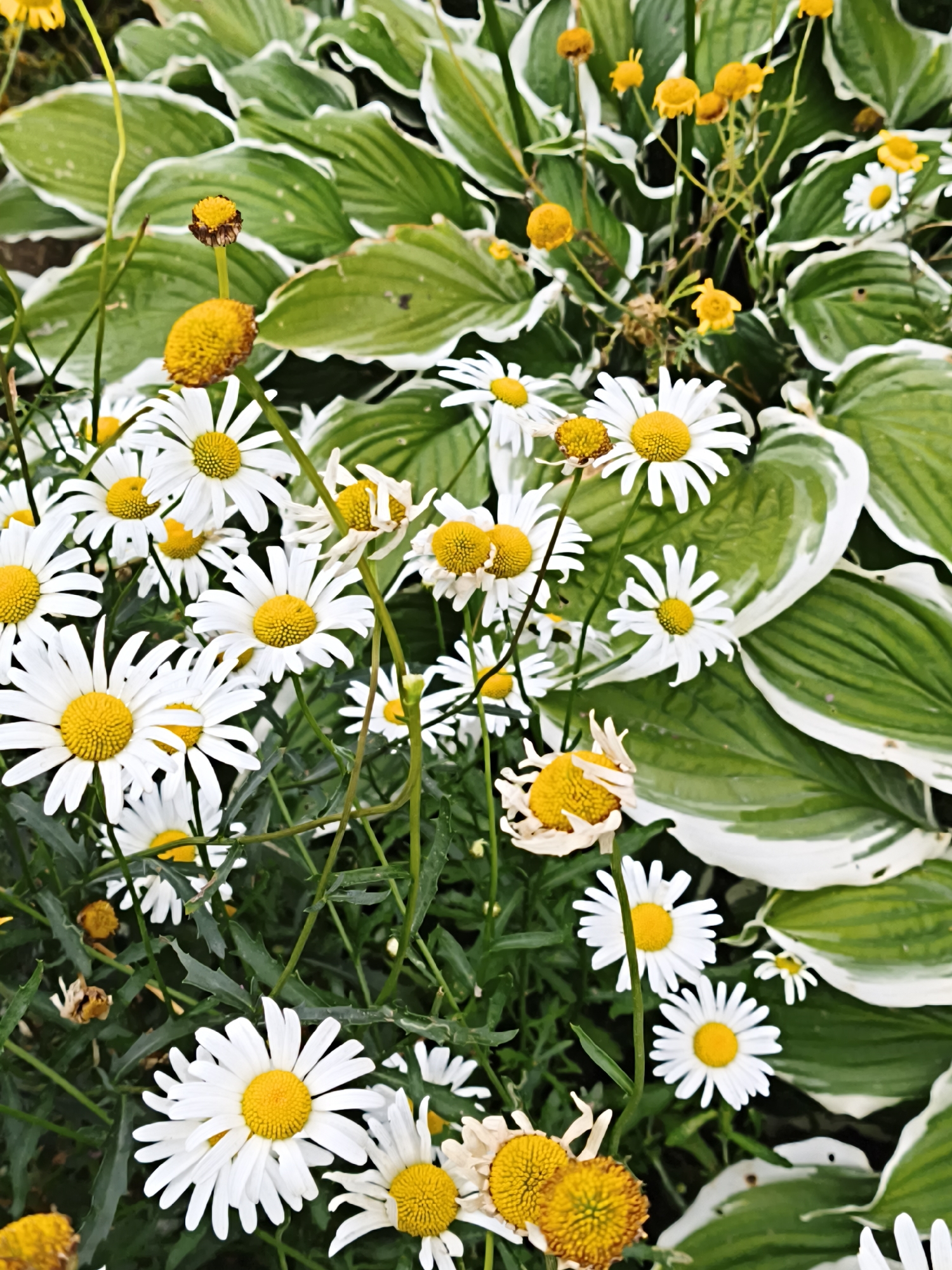 The image is a close-up, high-angle shot of a garden bed filled with white daisies and green hosta plants. The daisies are in various stages of bloom, with some fully open and others wilting. The hosta leaves are variegated with green centers and white edges. The lighting is bright, suggesting it is daytime. There are no people or animals visible in the image. The setting is an outdoor garden, likely in a residential or public park. It is impossible to determine the specific location within Tallinn, Estonia, from the visual information provided.