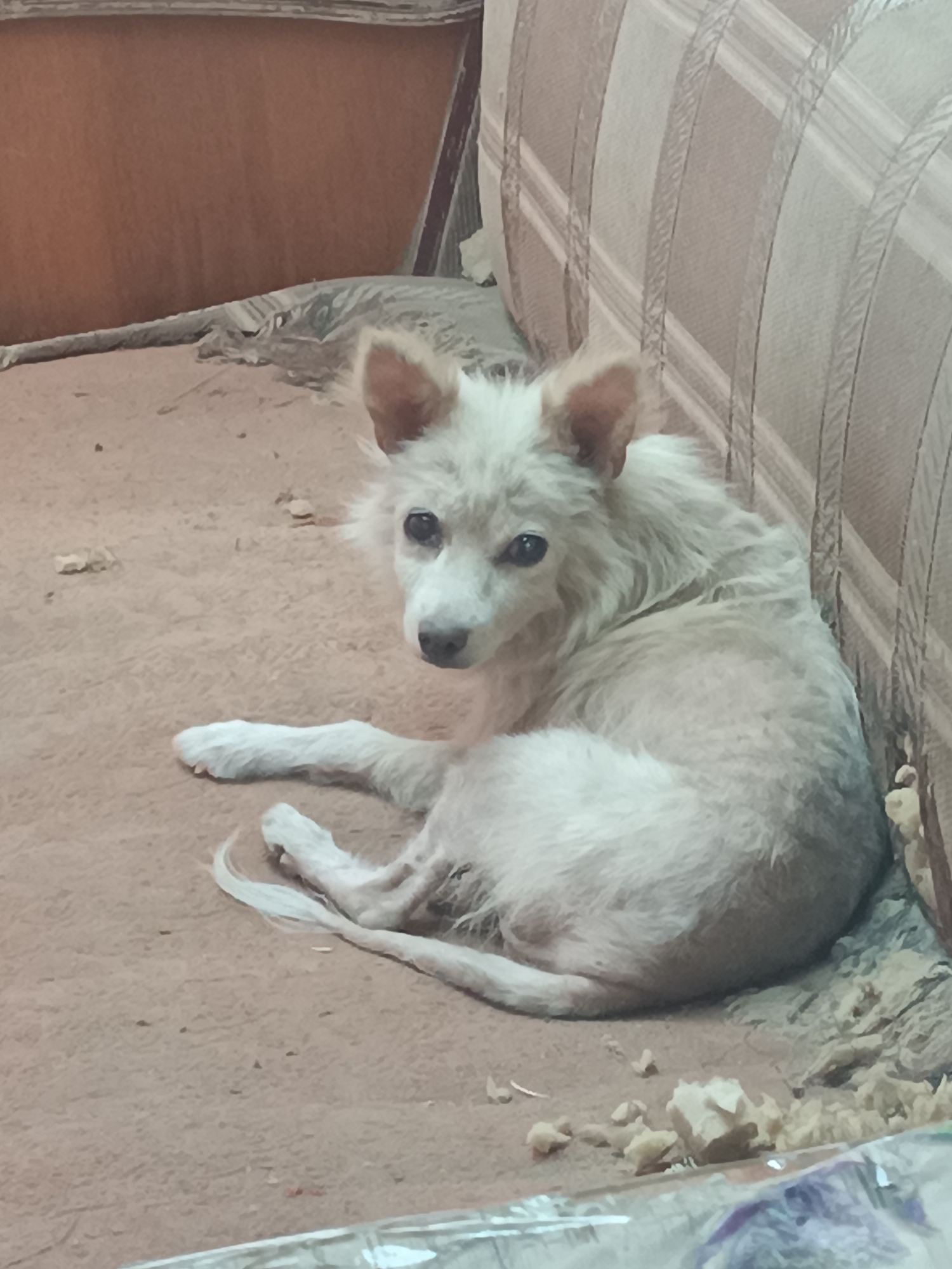 A small, white, fluffy dog with tan markings on its ears is lying on a brown, worn carpet. The dog is looking at the camera with dark eyes. To the right of the dog is the armrest of a couch, upholstered with a tan and white striped fabric. The background consists of the back of the couch and a portion of what appears to be a wall. The environment appears to be indoors, possibly a home, with evidence of wear and tear on the carpet and couch. The overall scene is dimly lit. The location is described as Vypasne, Ukraine.