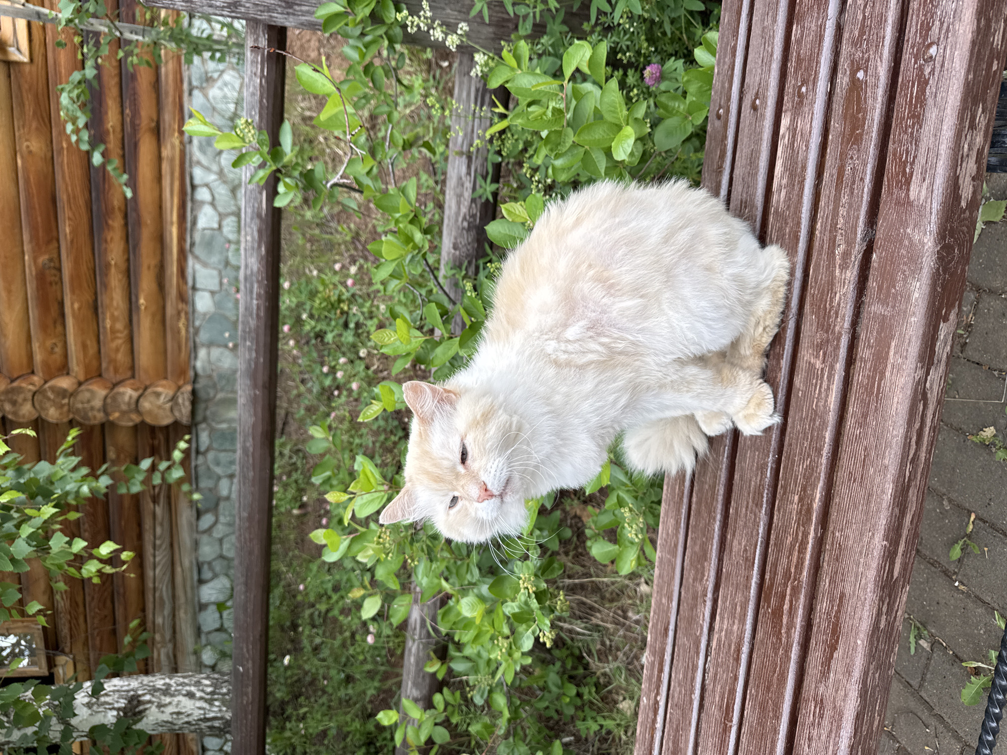 The image displays a light-colored, long-haired cat seated on a weathered brown wooden bench in an outdoor environment. The cat, appearing cream or very light ginger, is positioned facing slightly left with its eyes partially closed, exhibiting prominent white whiskers and a pink nose. Its fur shows some matting on the side of its body. The bench is made of horizontal wooden slats, showing significant wear, chipping, and fading of its dark brown finish. Behind the bench, a dense area of green foliage, including various bushes, plants, and grass with small pink and white flowers, forms a natural backdrop. A dark wooden fence or railing runs horizontally through the midground, partially obscured by the greenery. In the background, a structure constructed from horizontal round logs, resembling a traditional log cabin or building, is visible, featuring a window on the left side. Below the log structure, a foundation or wall composed of irregular grey stones is present. A birch tree with white and black bark stands on the left, partially covering the log wall, with its leafy branches hanging into the frame. The ground beneath the bench consists of grey interlocking pavers, with weeds growing in the crevices. While the architectural style and natural elements are consistent with regions in Russia, the precise location within the city of Izhevsk, Russia, is not identifiable from the visual content alone.
