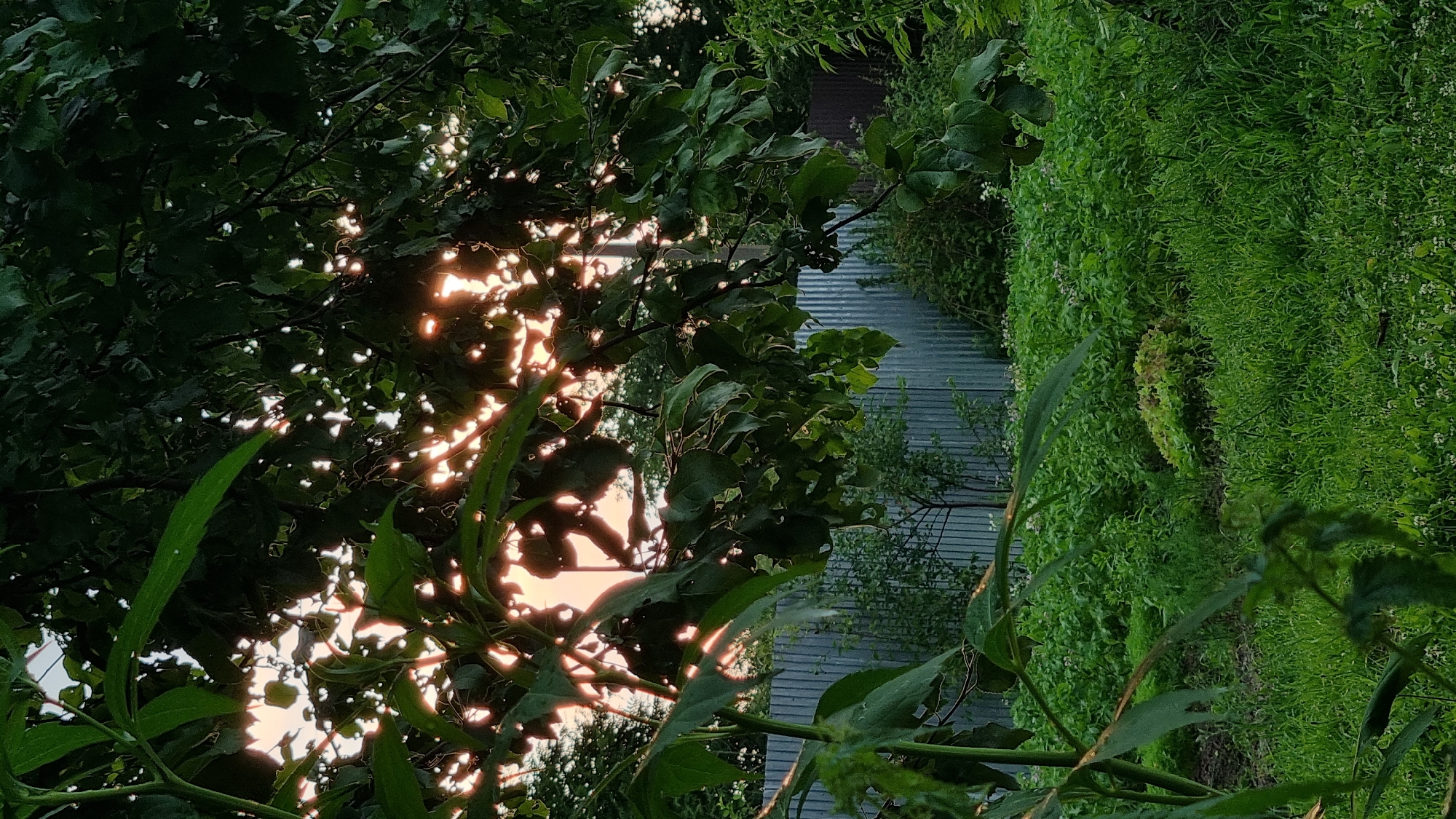 This image depicts an outdoor scene in the city of Vysokoe, Russia, likely a backyard or garden. The foreground is dominated by lush green grass and various plants, with a prominent leafy branch in the lower left corner and a cluster of broad leaves extending from the left middle ground. In the mid-ground, a corrugated metal fence runs horizontally across the frame, separating the garden from what appears to be more dense vegetation and a small tree behind it. The background features a sky with a soft, diffused light, suggesting either sunrise or sunset, as the light filters through the leaves of trees, creating dappled patterns. The overall impression is one of natural tranquility and a somewhat overgrown, rustic setting. There are no people or animals visible in the image.