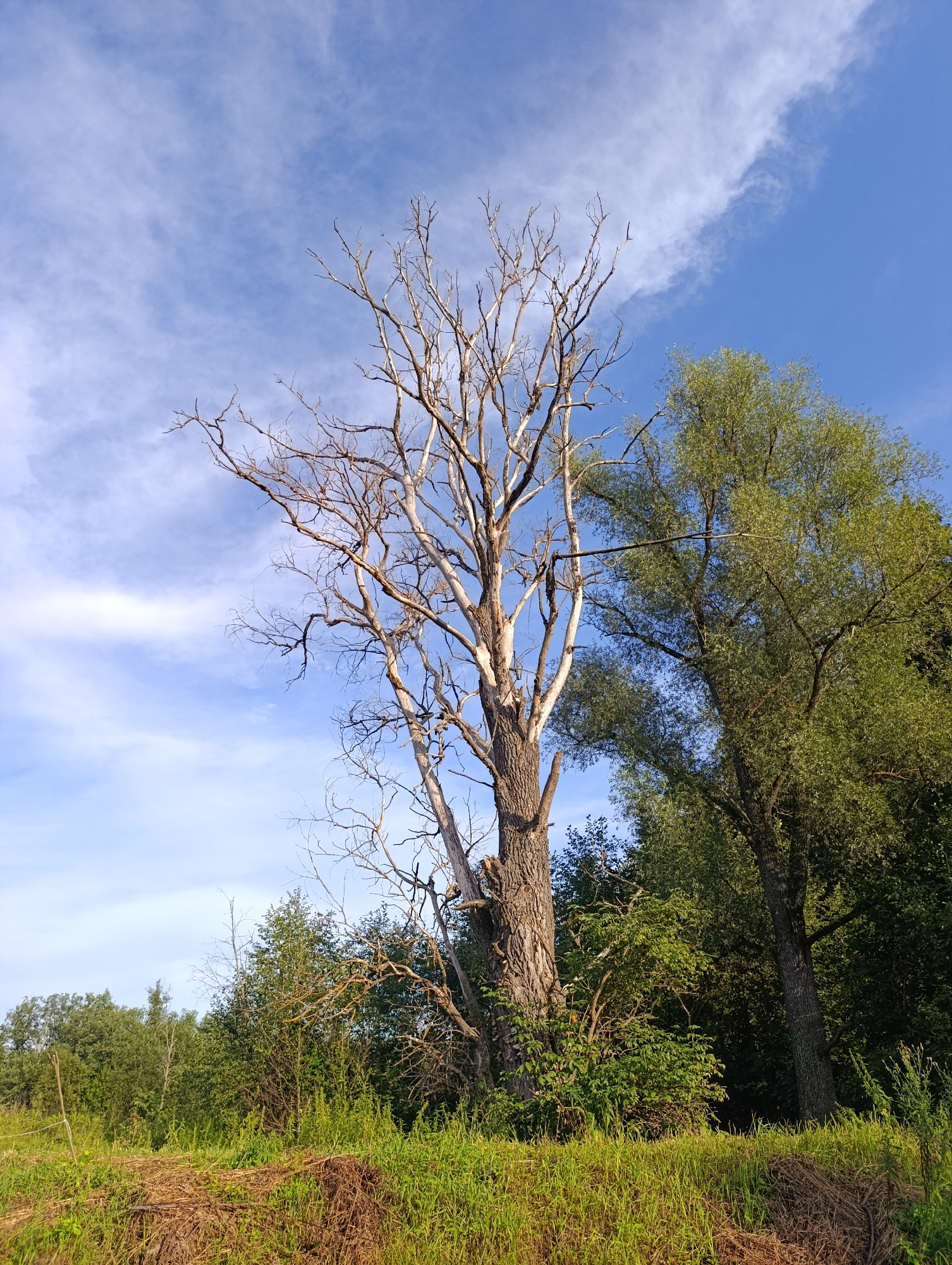 This image depicts a dry, leafless tree standing tall against a bright blue sky with wispy white clouds. To the right of the dry tree, a vibrant green tree with full foliage is visible. The foreground is a lush green grassy area, with some dried vegetation and a low mound of earth. The background is filled with dense green foliage, suggesting a wooded area. The scene appears to be an outdoor landscape, possibly in a natural setting within or near the city of Garevaya, Russia. There are no people or animals visible in the image.