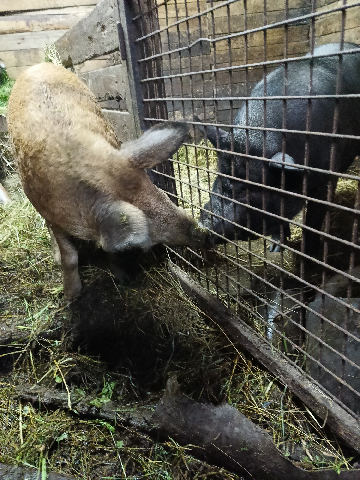 In Lagovskoe, Russia, two pigs are observed in an outdoor enclosure. One pig, light brown with curly fur, is positioned outside a metal cage, reaching its snout through the bars towards the second pig. The second pig, dark gray or black, is inside the cage. The enclosure contains straw and mud on the ground, with wooden planks forming the back wall. The overall environment appears to be a farm or rural setting, possibly at dusk or in low light conditions.