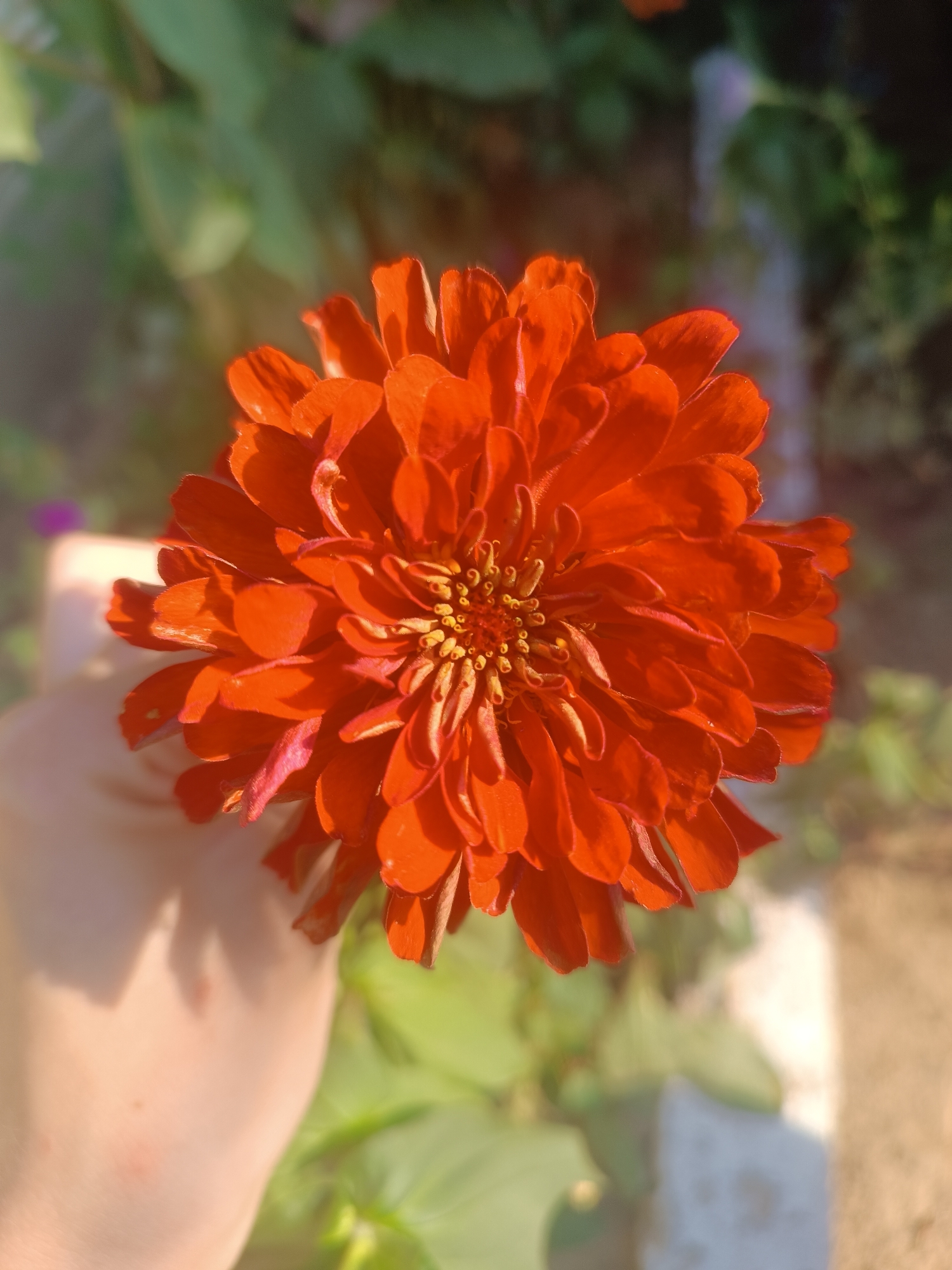 A bright orange zinnia flower is held in a person's hand in Vypasne, Ukraine. The zinnia has many delicate petals that overlap each other and a central part with small yellow and brown florets. The hand supporting the flower is pale and has a shadow cast on it from the sunlight. The background is blurred, showing green foliage and hints of a light-colored structure, possibly a fence or a planter. The overall lighting suggests it is daytime with direct sunlight.