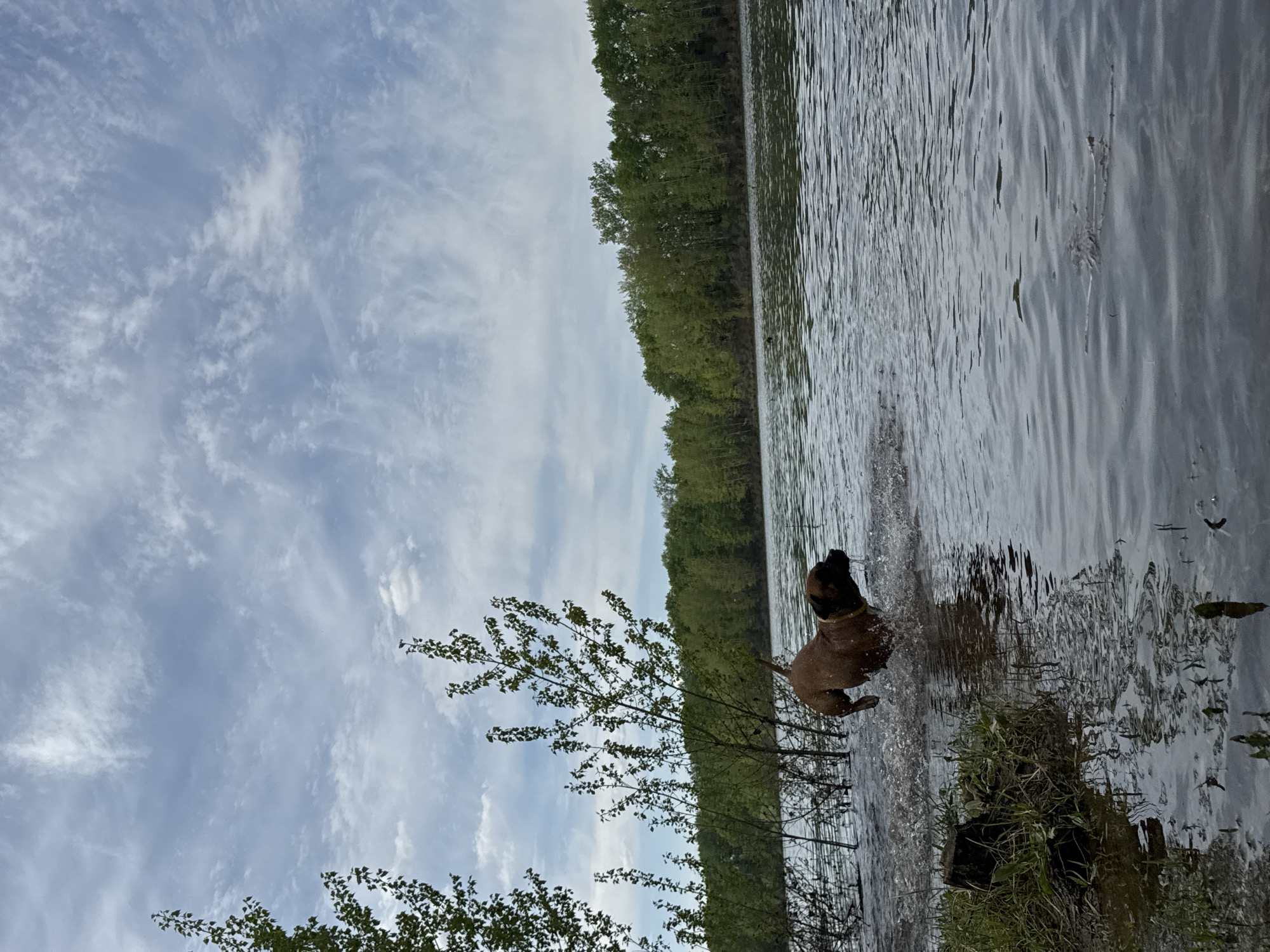 A horizontal shot shows a medium-sized brown dog standing in the water of a lake near the city of Chaikovsky, Russia. The dog is positioned on the right side of the frame, with water splashing around it. A line of green trees separates the water from the blue sky with scattered white clouds. A small tree with green leaves is visible in the lower left corner of the image.
