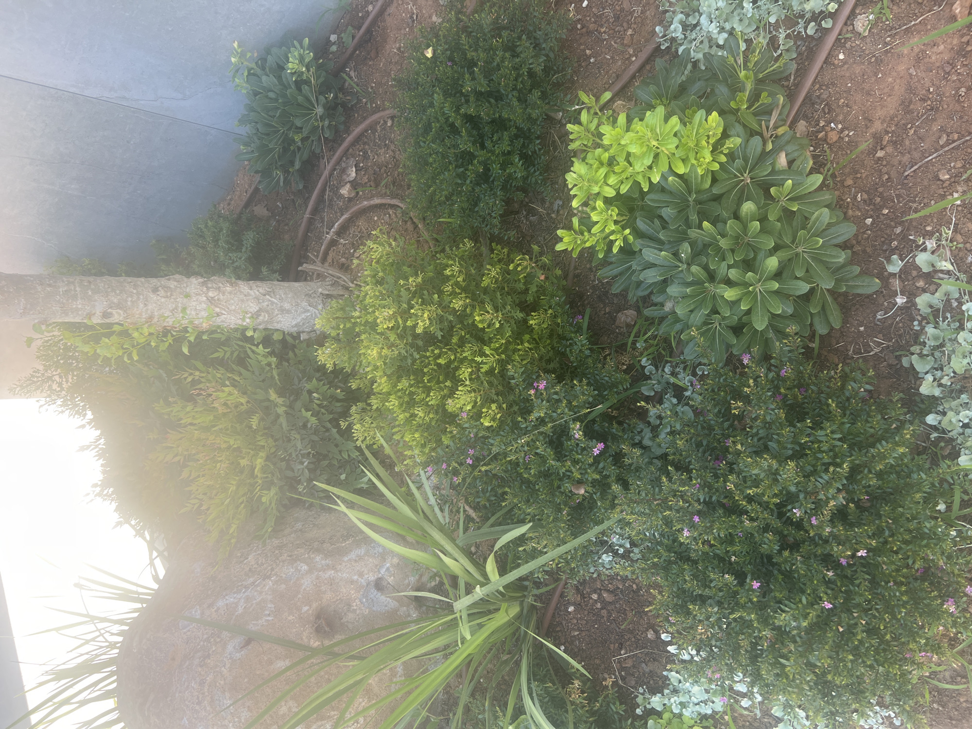 The image depicts a close-up, eye-level view of a garden bed located in the city of Hof HaCarmel Regional Council, Israel. The garden features a variety of plants, including a large, textured rock, a thin tree trunk with visible bark, and several types of shrubs and ground cover. Some of the shrubs have small pink flowers. A dark brown irrigation hose snakes through the garden bed. In the background, a portion of a large, light gray, textured wall is visible. The lighting suggests it is daytime, with sunlight casting a gentle glow and some lens flare in the upper left quadrant of the image. The ground is covered with reddish-brown soil and small pebbles. There are no people or animals present.